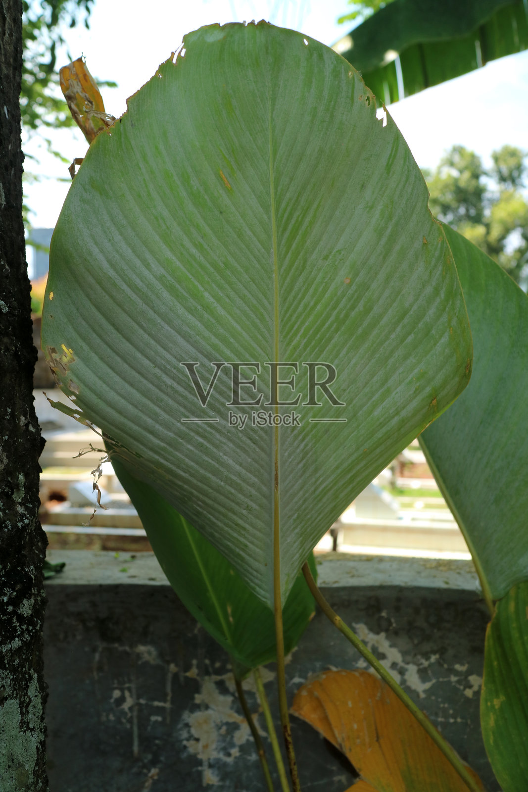 卡拉西亚·卢特亚植物的叶子直径相当大。照片摄影图片