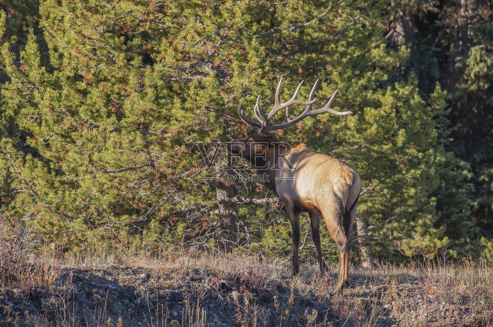 秋季怀俄明州的公麋鹿照片摄影图片