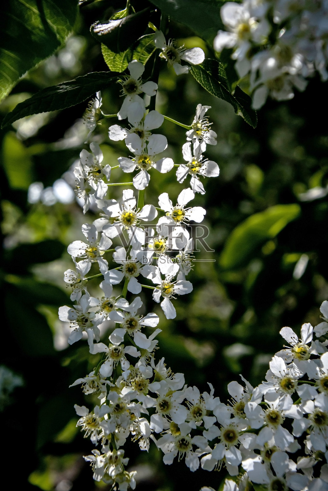 樱花的白色花瓣在自然春天的背景下绽放照片摄影图片