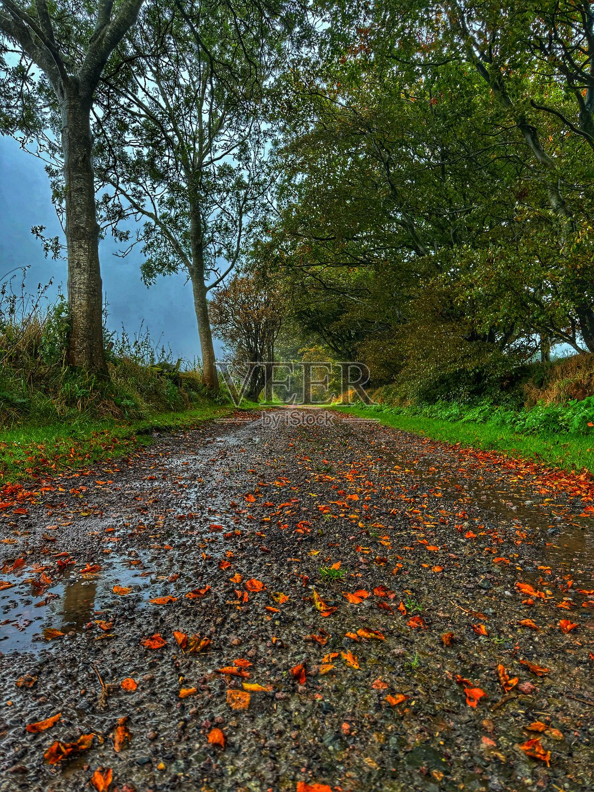 秋天的道路照片摄影图片