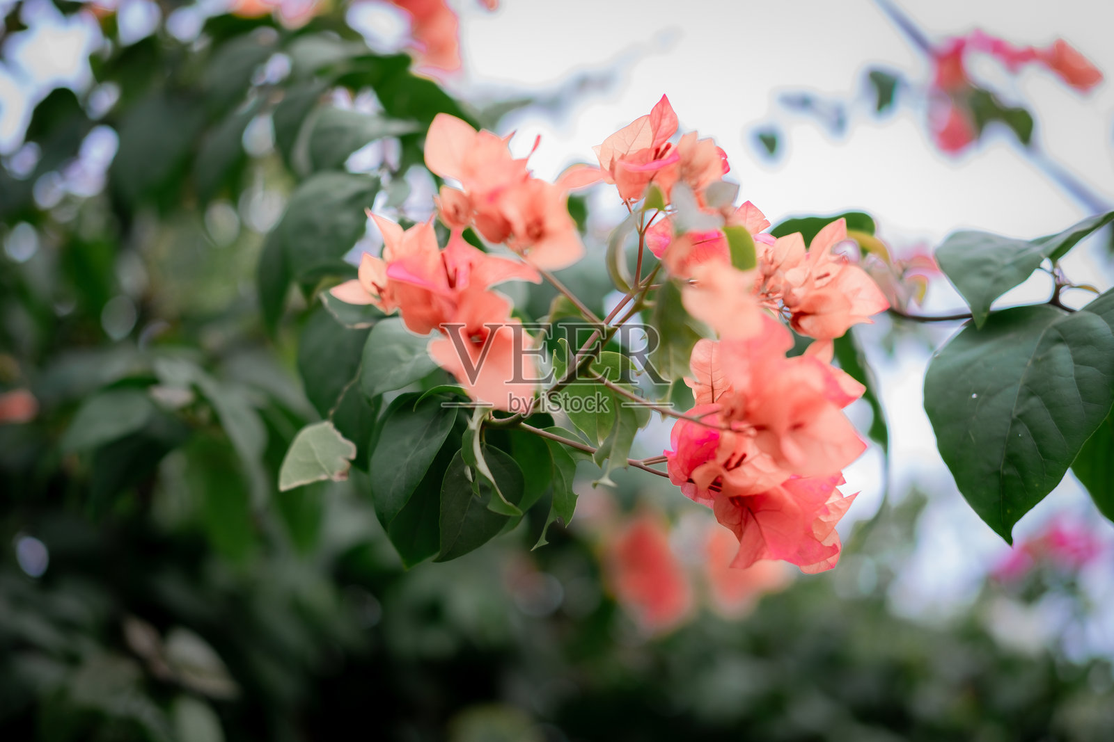 九重葛照片摄影图片