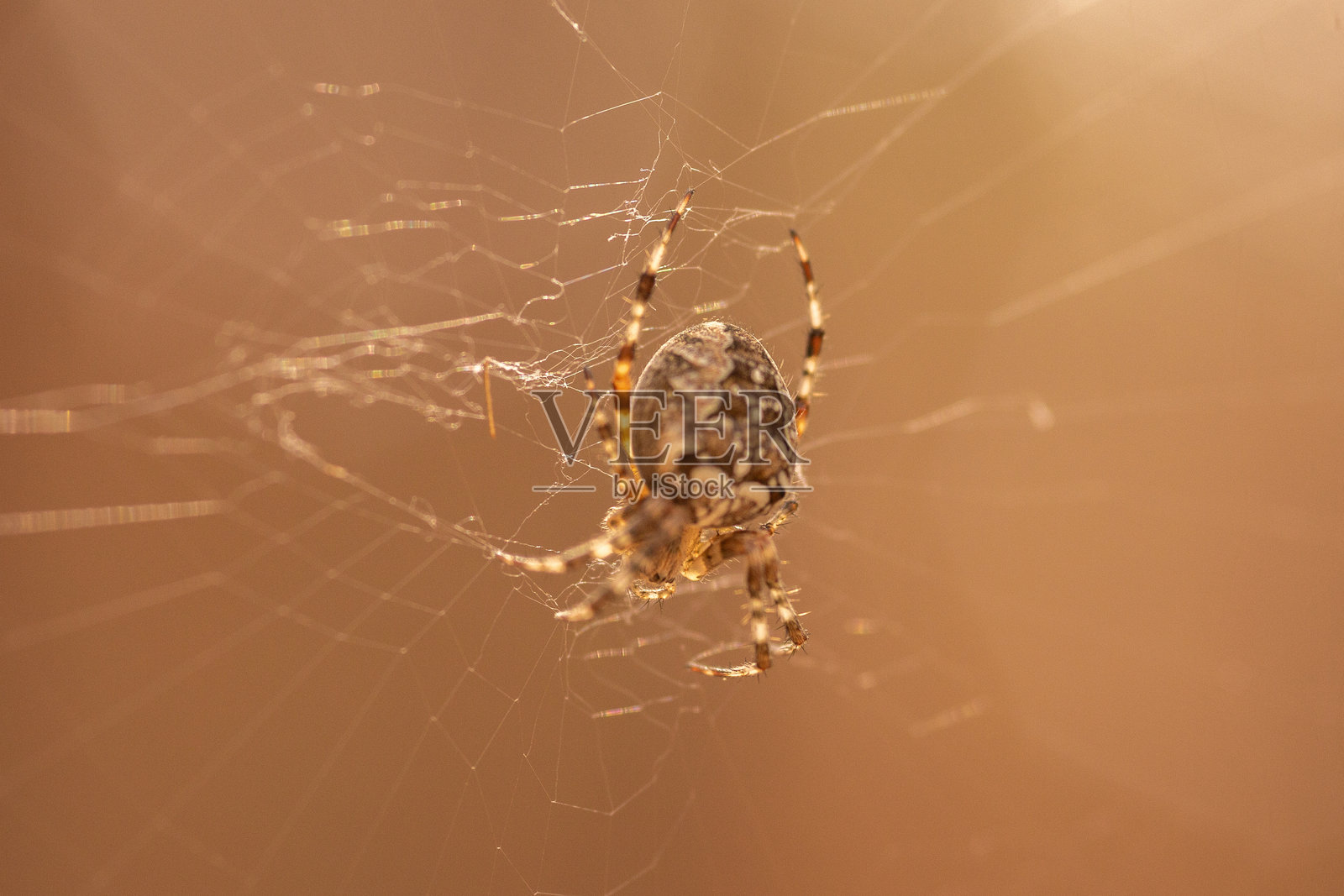 秋天的金色色调：生动色彩的迷人秋季风景照片摄影图片