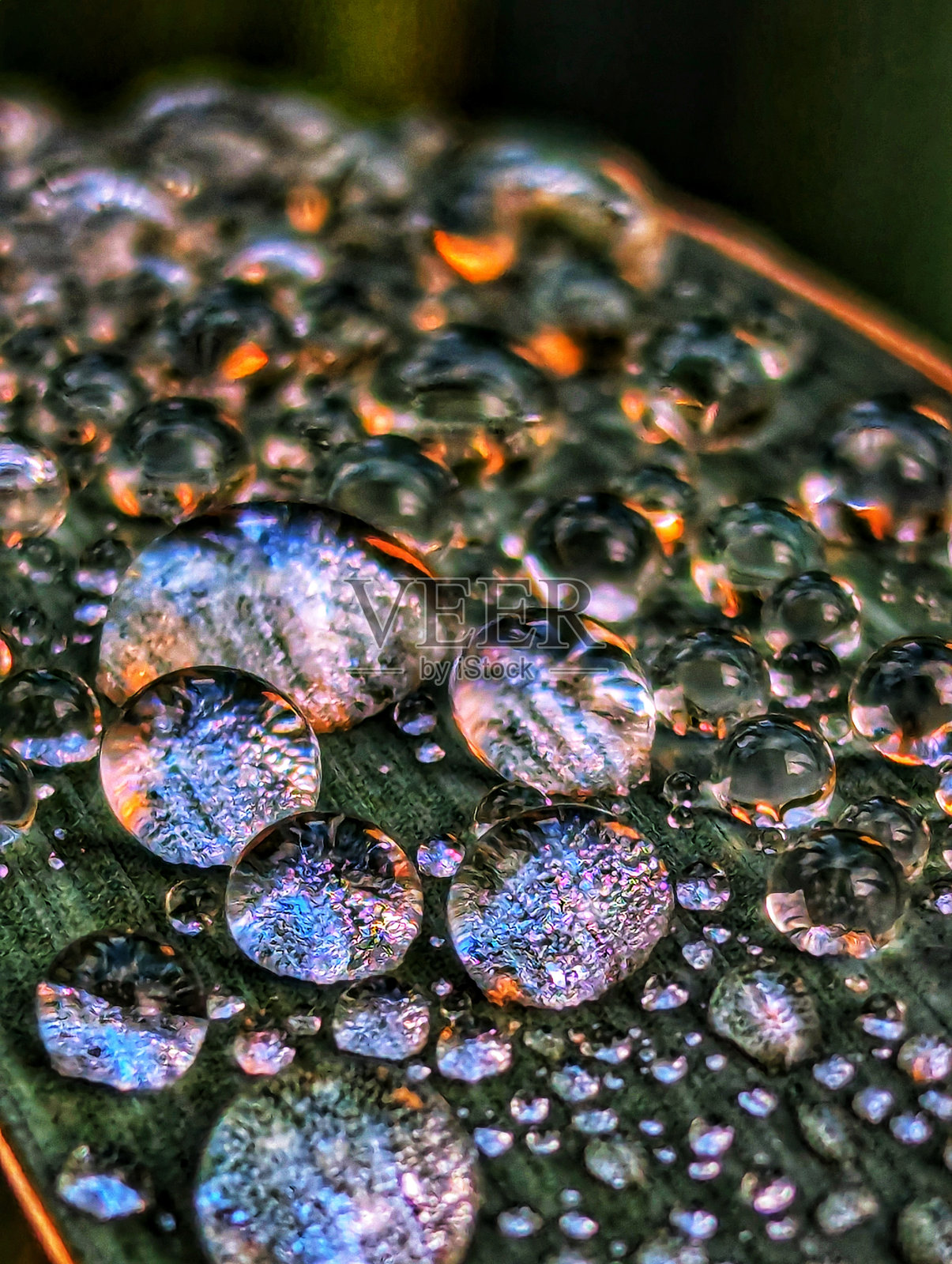 茎上的露珠照片摄影图片