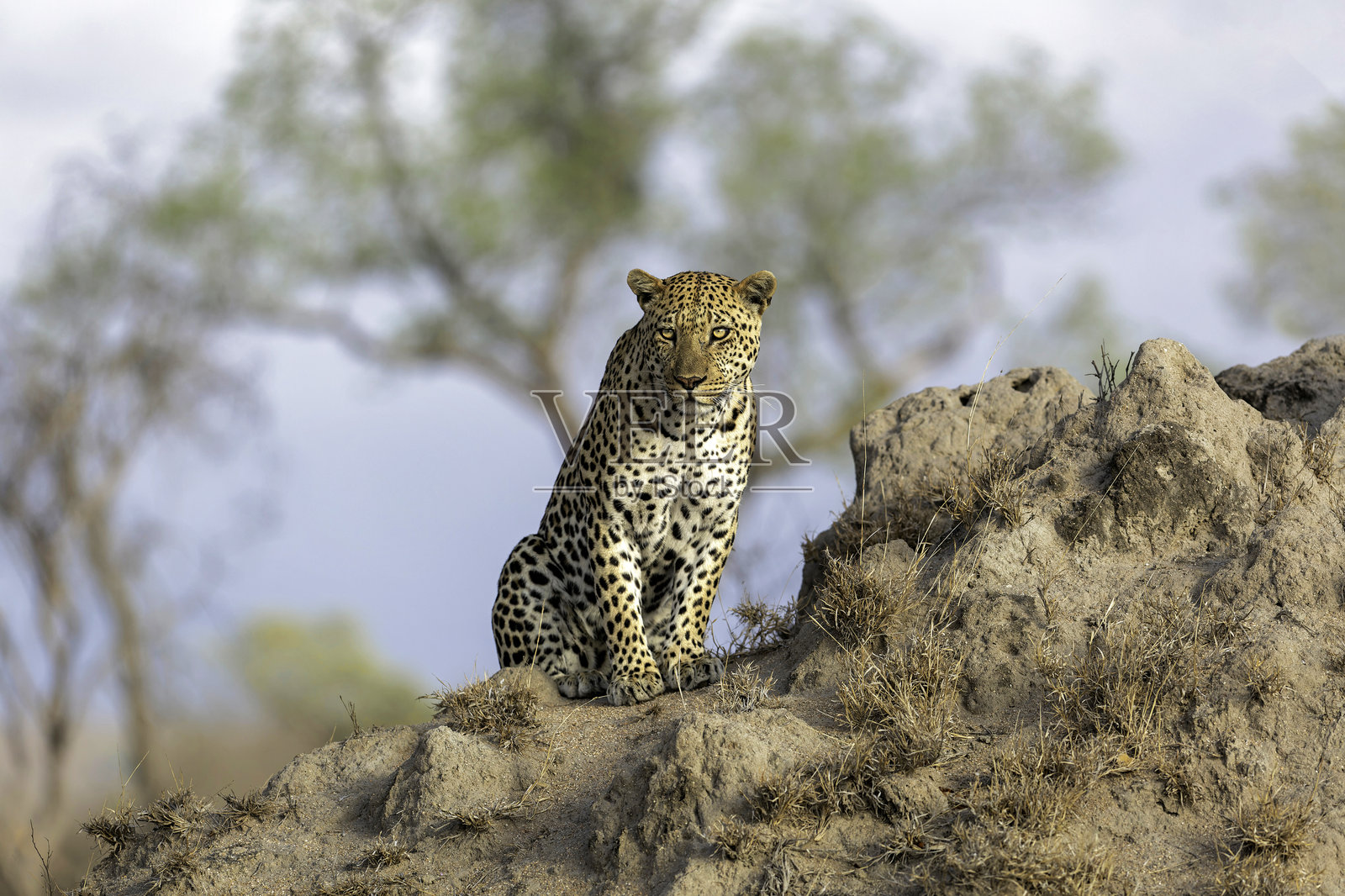 萨比沙兹游戏保护区的雄性豹子照片摄影图片