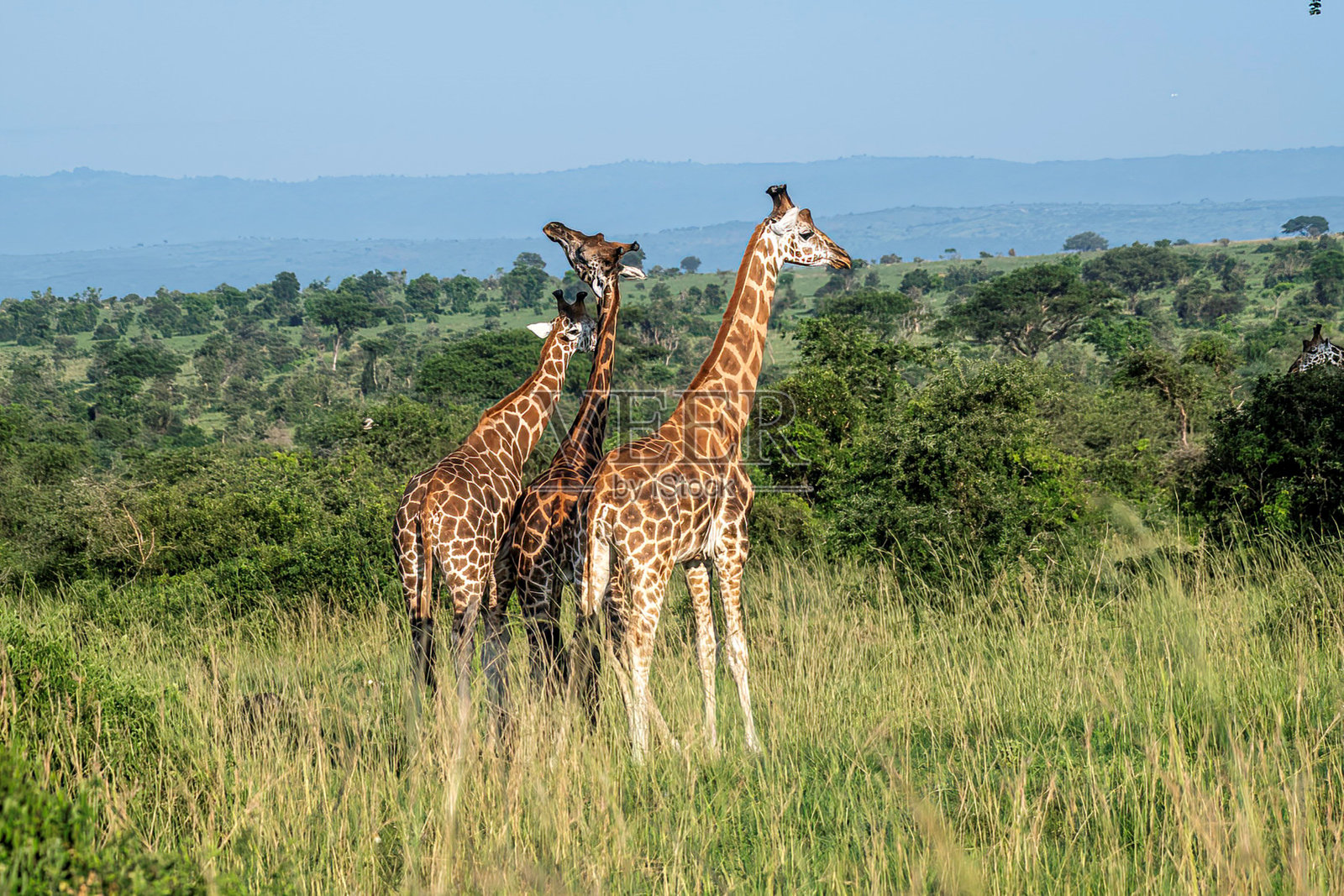 非洲草原上的长颈鹿照片摄影图片