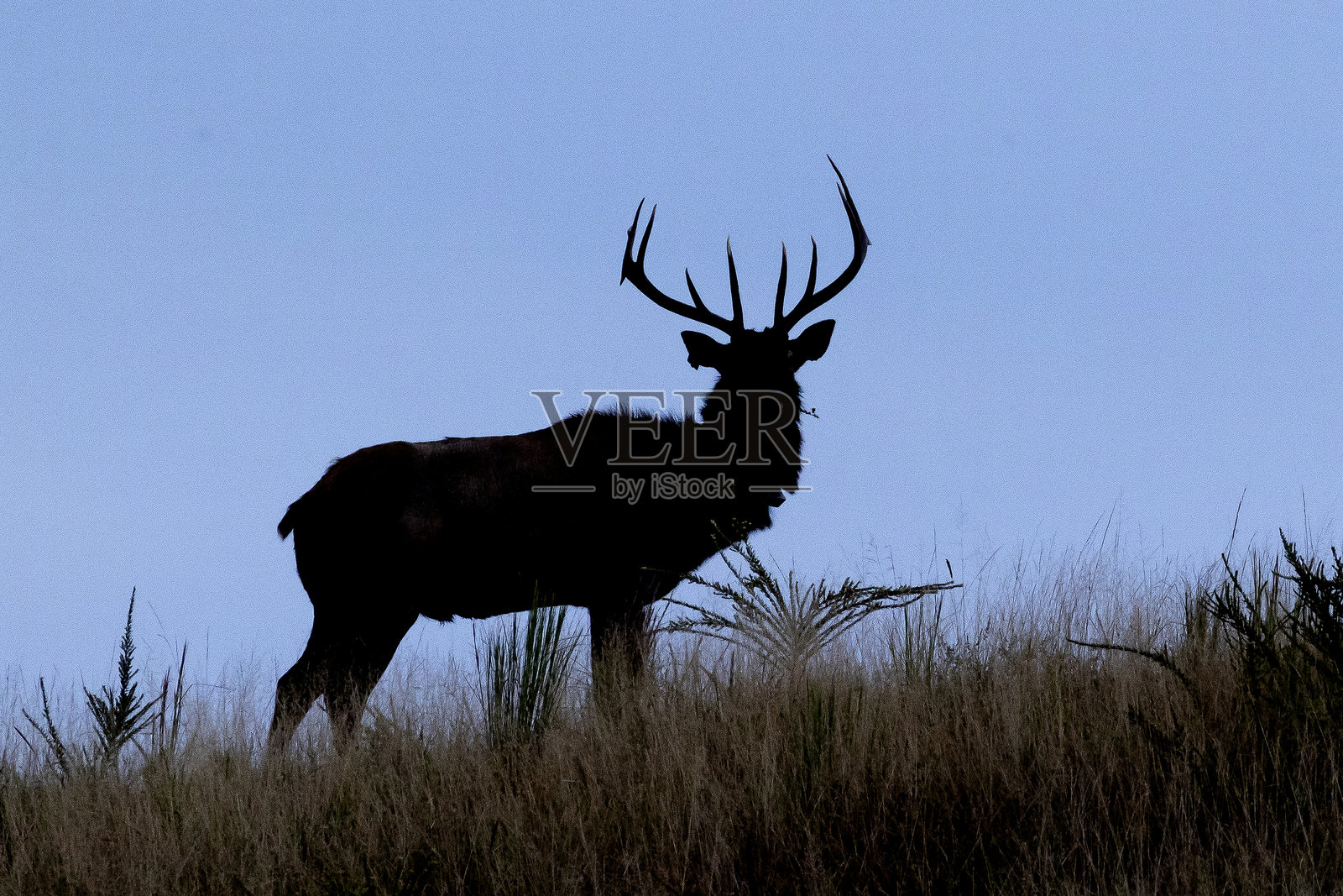 驼鹿照片摄影图片
