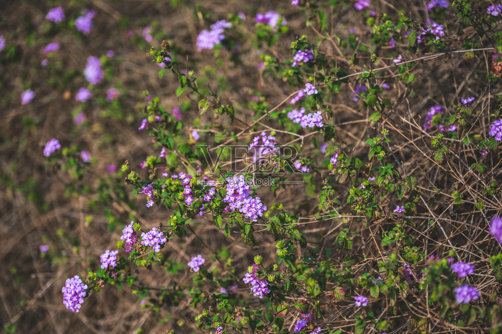 蔓马缨丹特写照片摄影图片