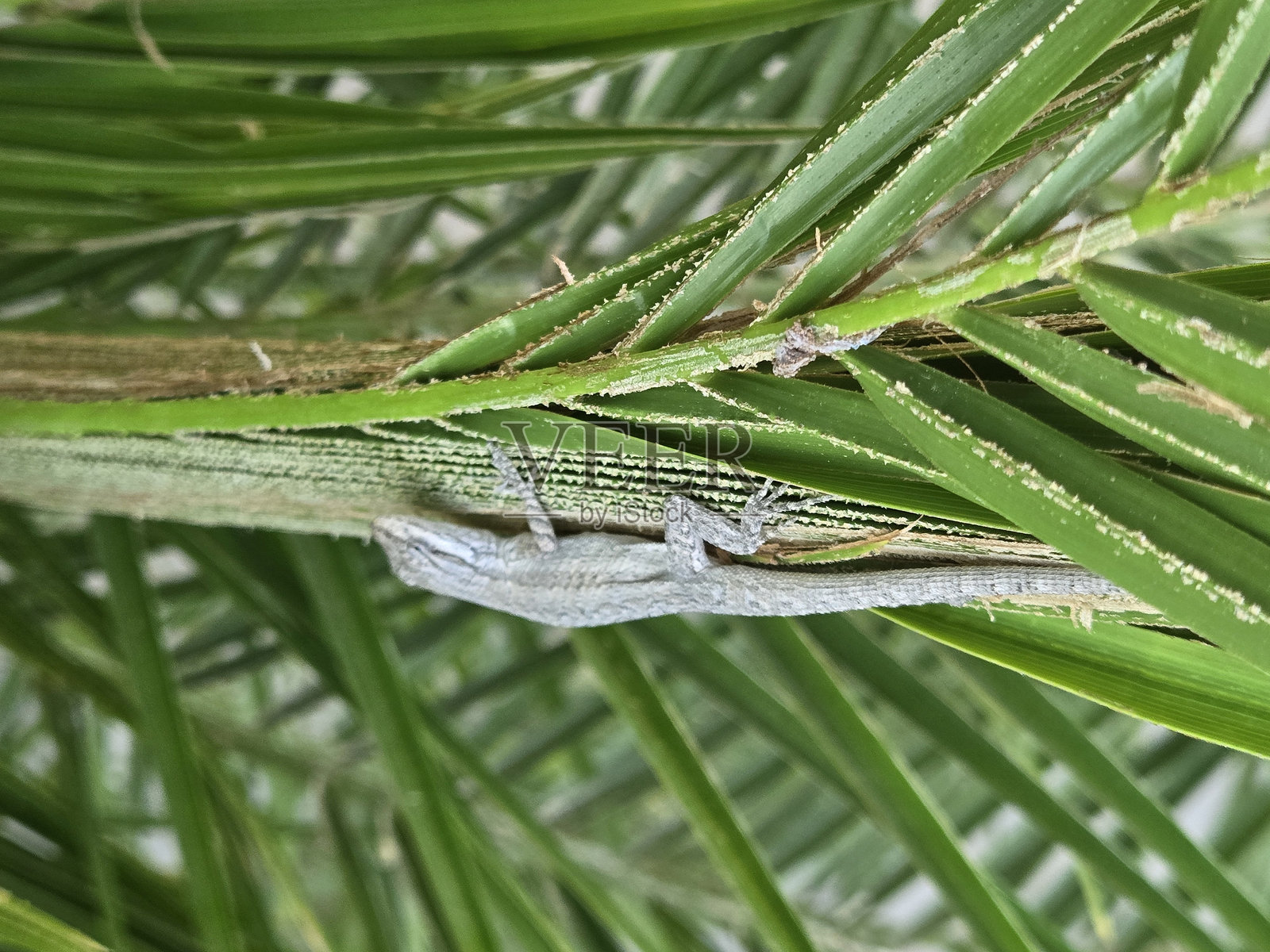棕榈树枝上的蜥蜴照片摄影图片