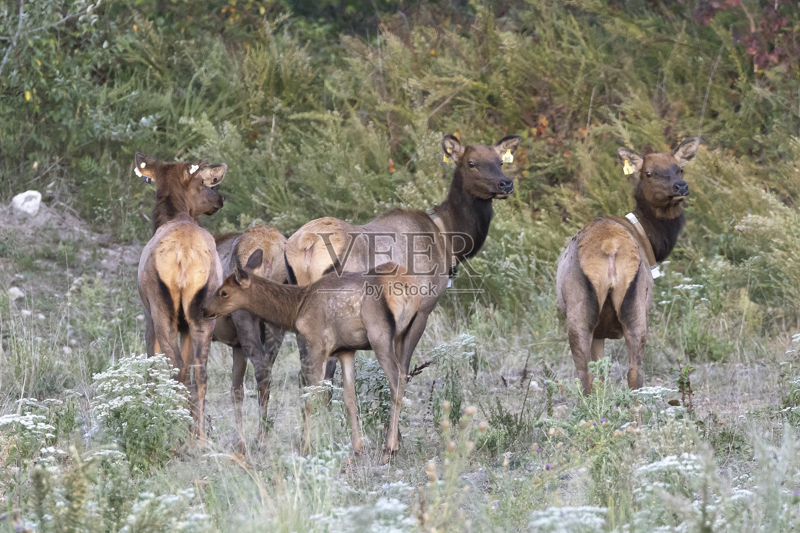 驼鹿照片摄影图片