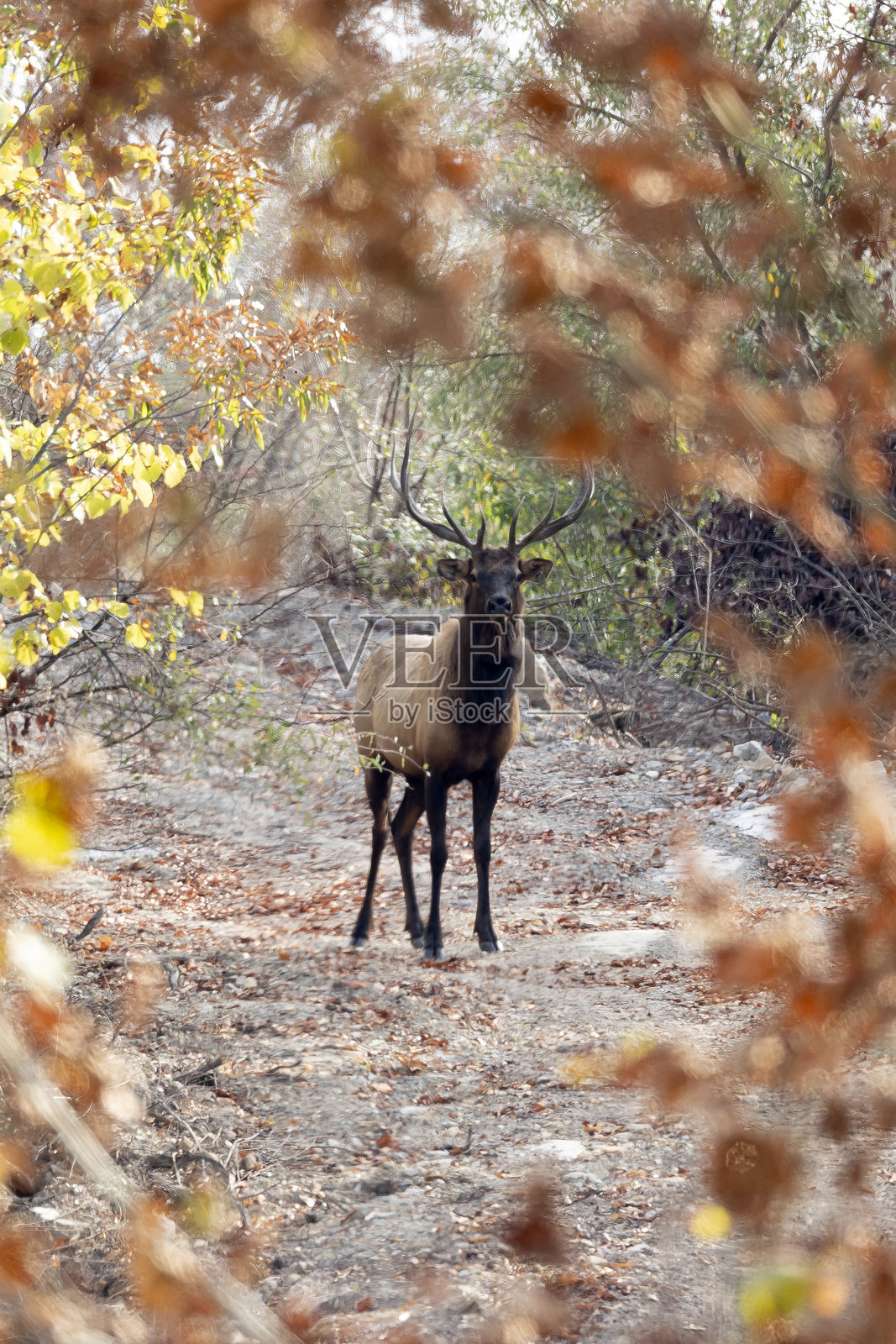驼鹿照片摄影图片