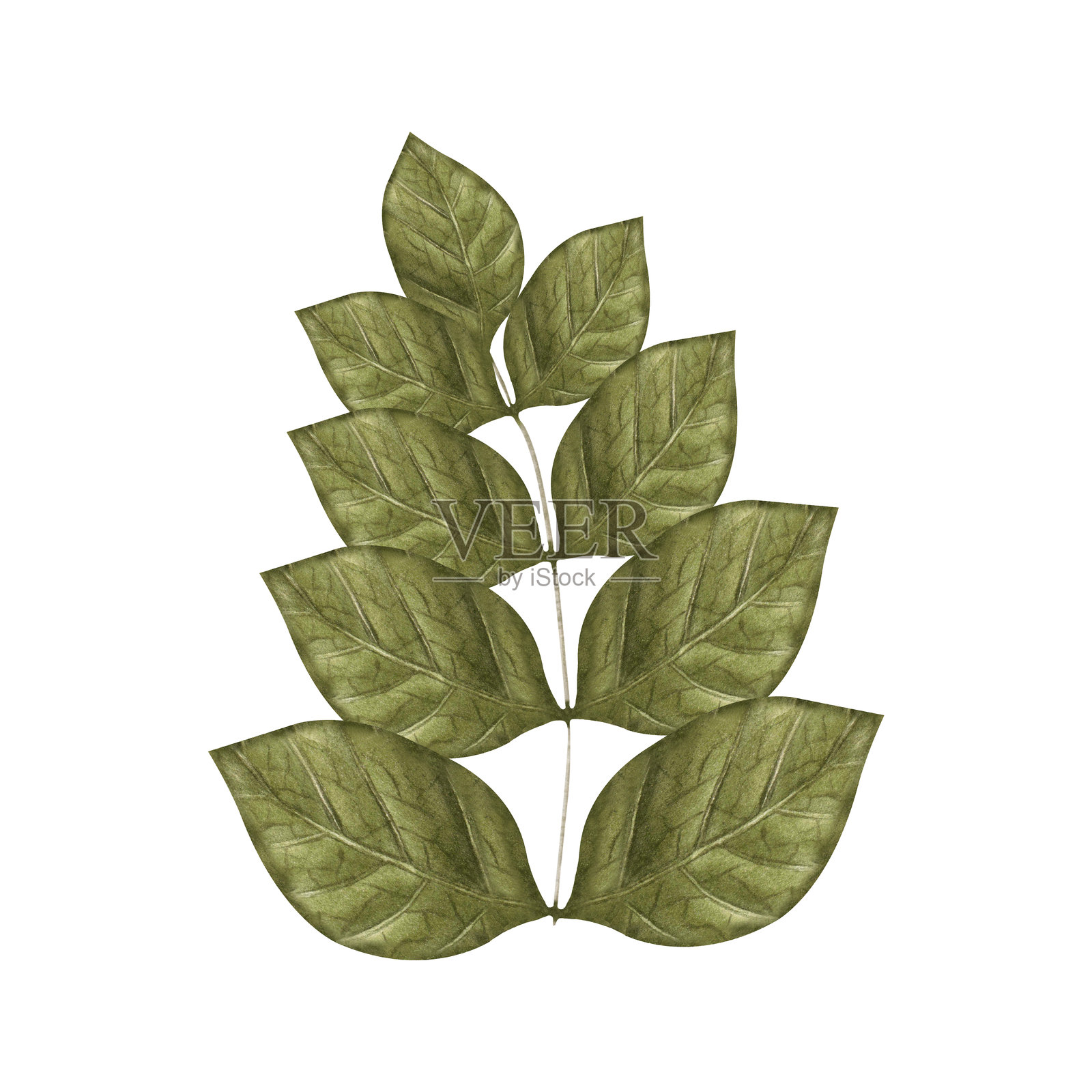 水彩树枝。手绘水彩插图，背景为白色。适用于横幅和卡片的树枝剪贴画。插画图片素材