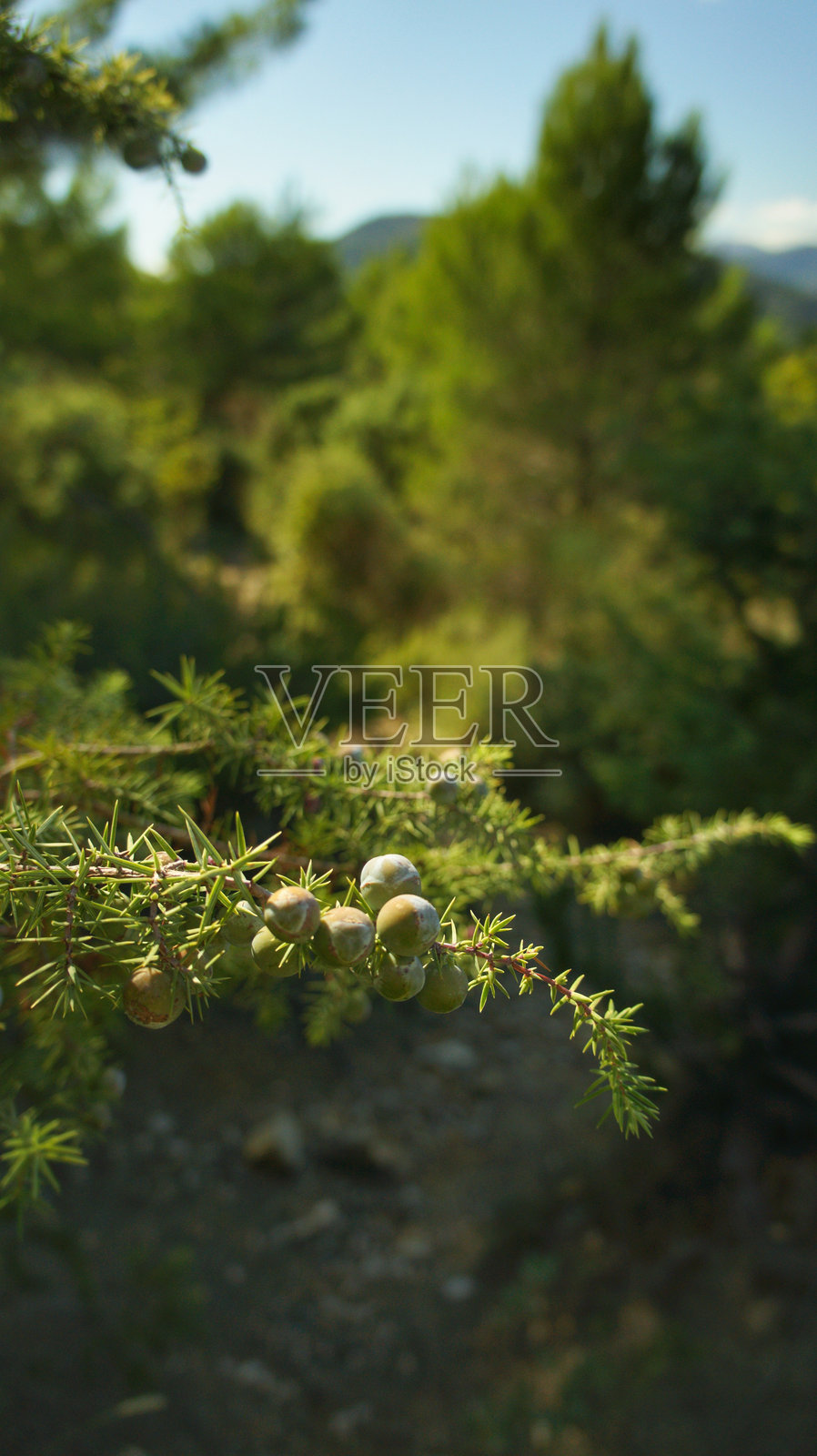 南法生长的果实常见的杜松照片摄影图片