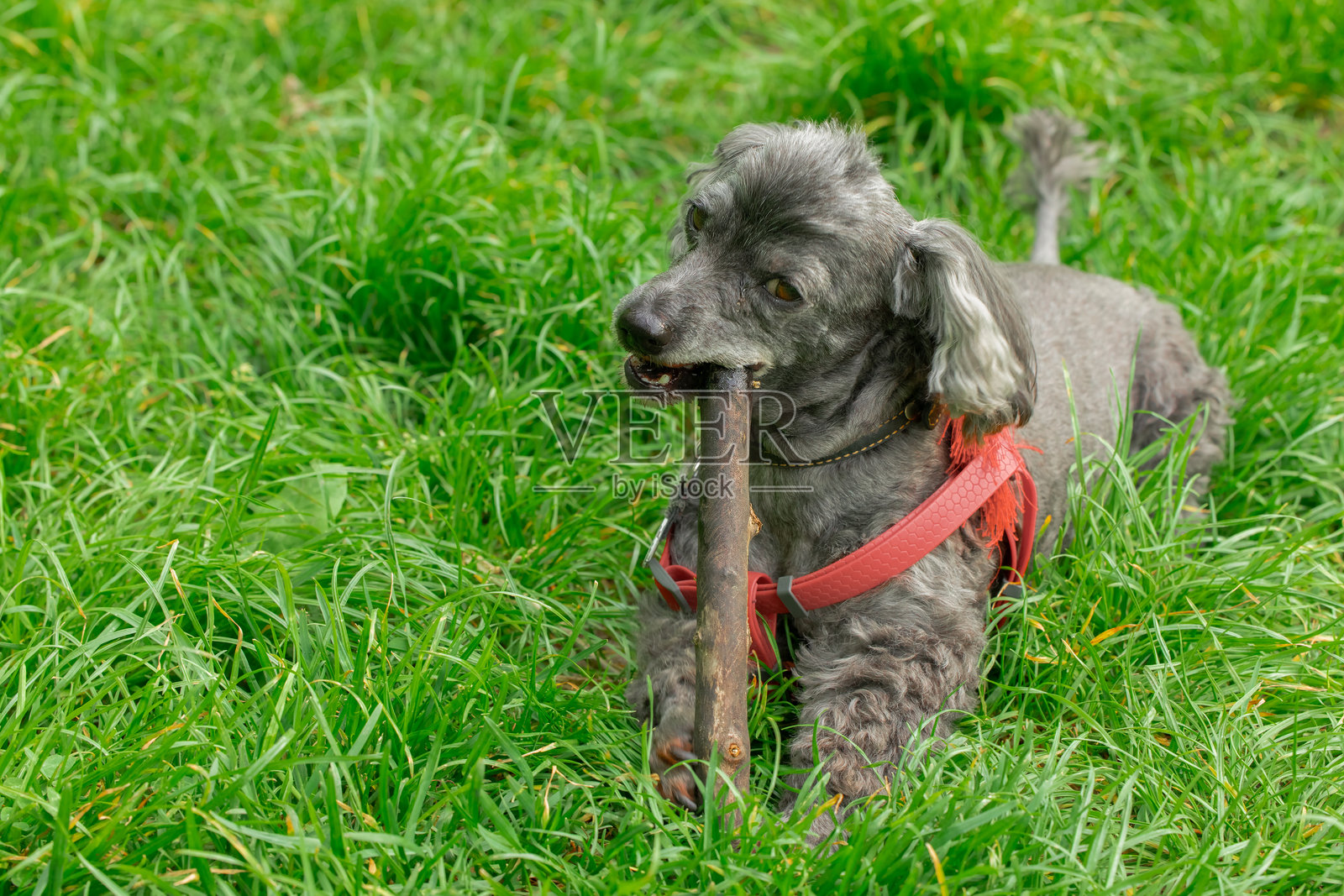 小狗在春天的草地上玩耍，和树枝嬉戏，温暖的天气下可爱的宠物主题画面。照片摄影图片