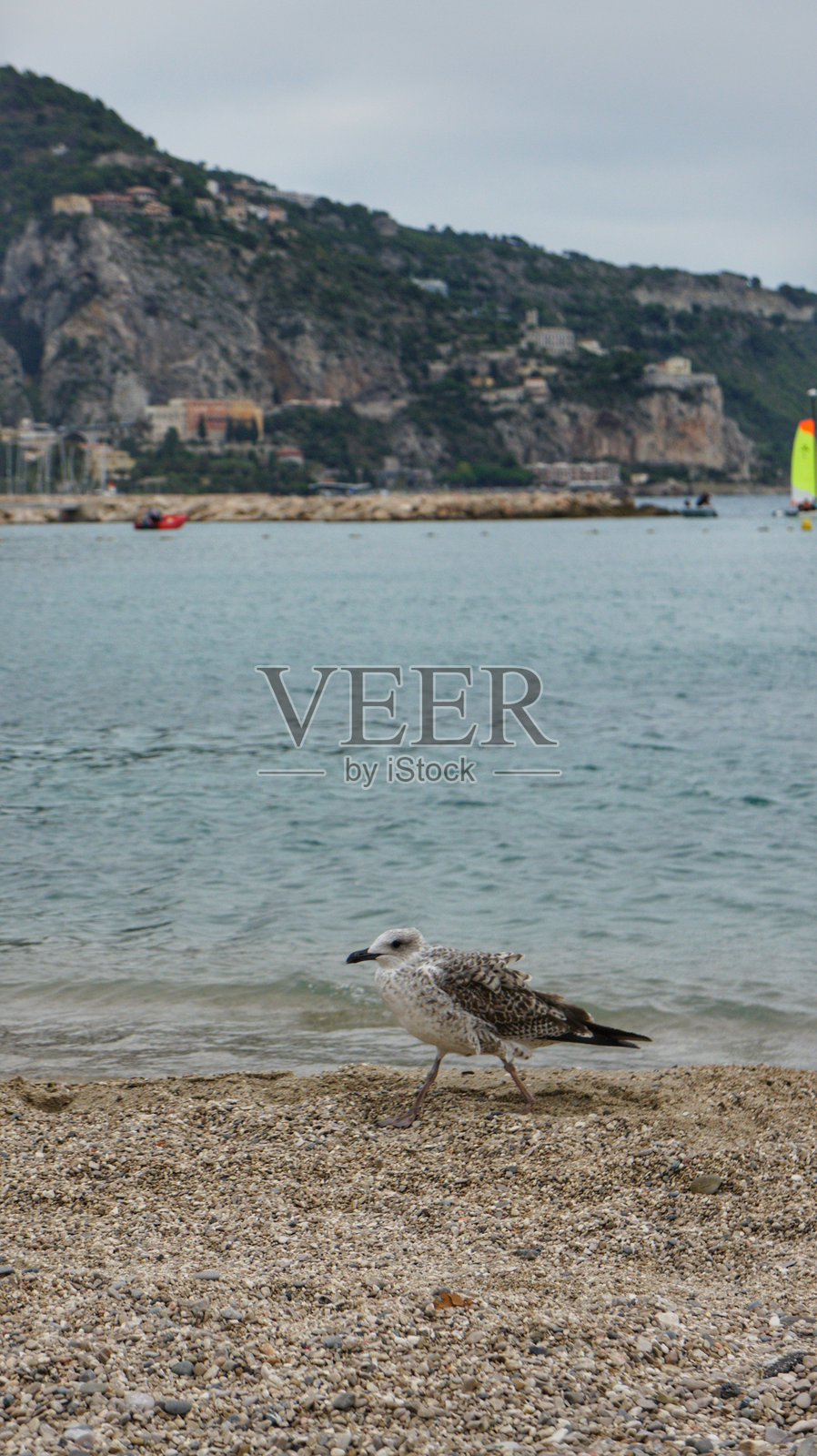 法国里维埃拉的海鸥照片摄影图片