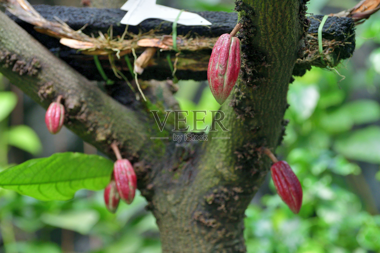 可可树和果实：锦葵科的热带常绿树照片摄影图片