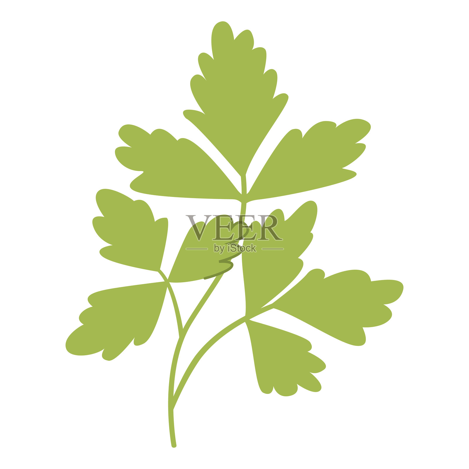 香菜植物。带有绿色叶子的香菜。新鲜的香菜绿叶。插画图片素材