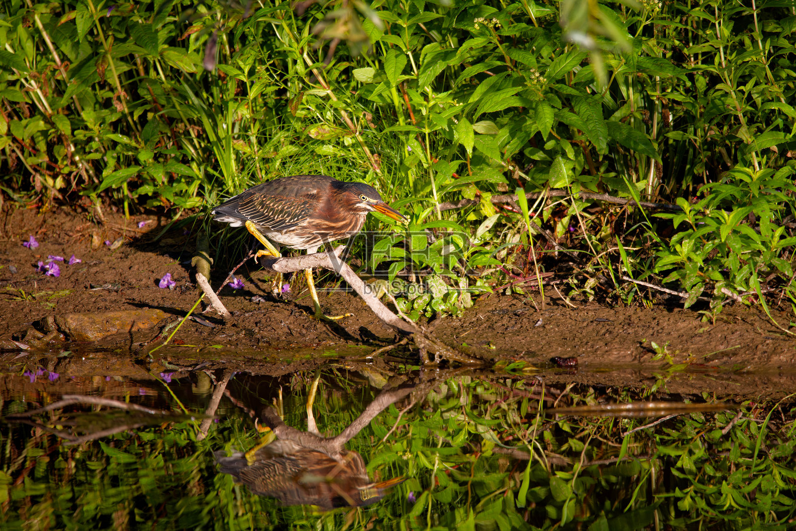 绿鹭照片摄影图片