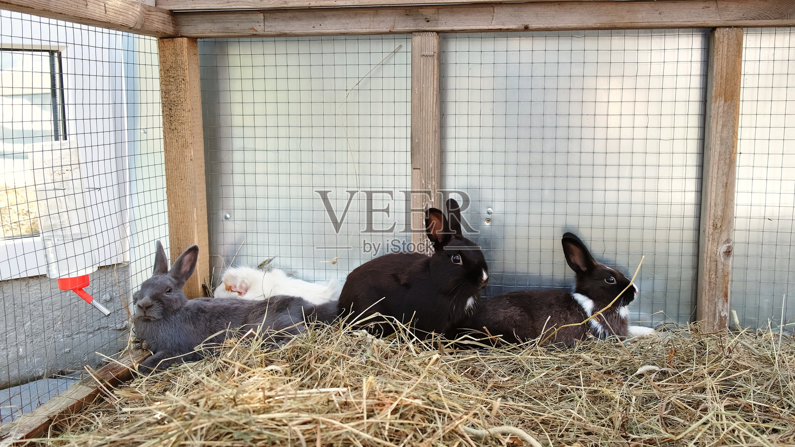 躺在农场笼子里稻草上的大肉兔，肉兔品种的繁殖，保持动物清洁的条件，畜牧市场，复制空间，灰色和黑色毛皮，放松的兔子照片摄影图片