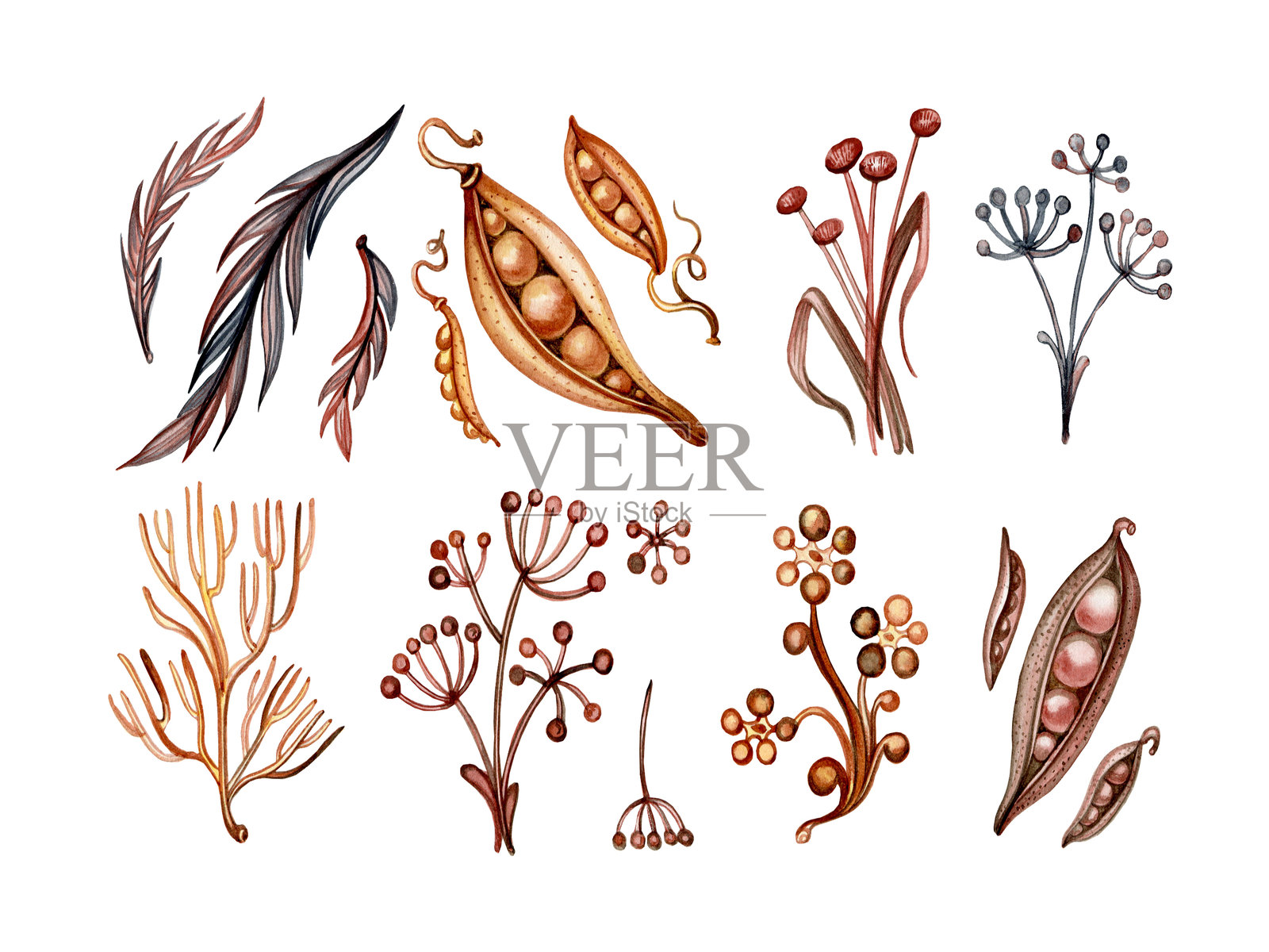 水彩插图，干燥自然元素的集合：草药、树枝、细枝、豆类等。插画图片素材