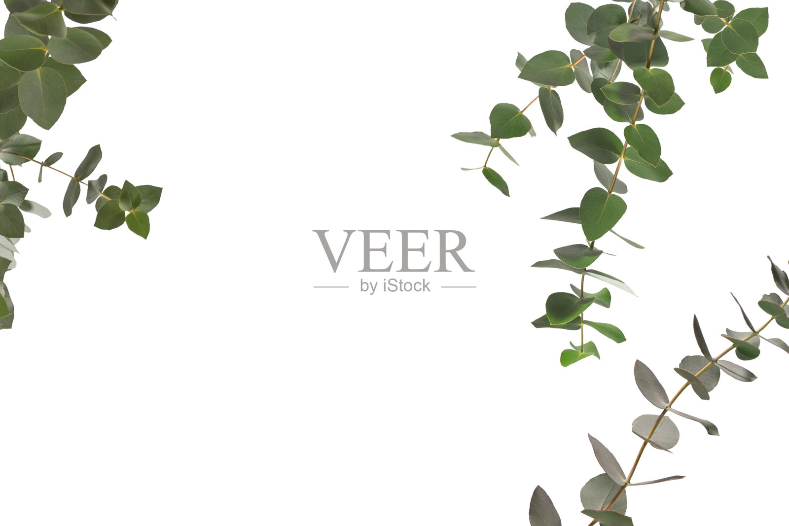 孤立在白色背景上的桉树枝。照片摄影图片