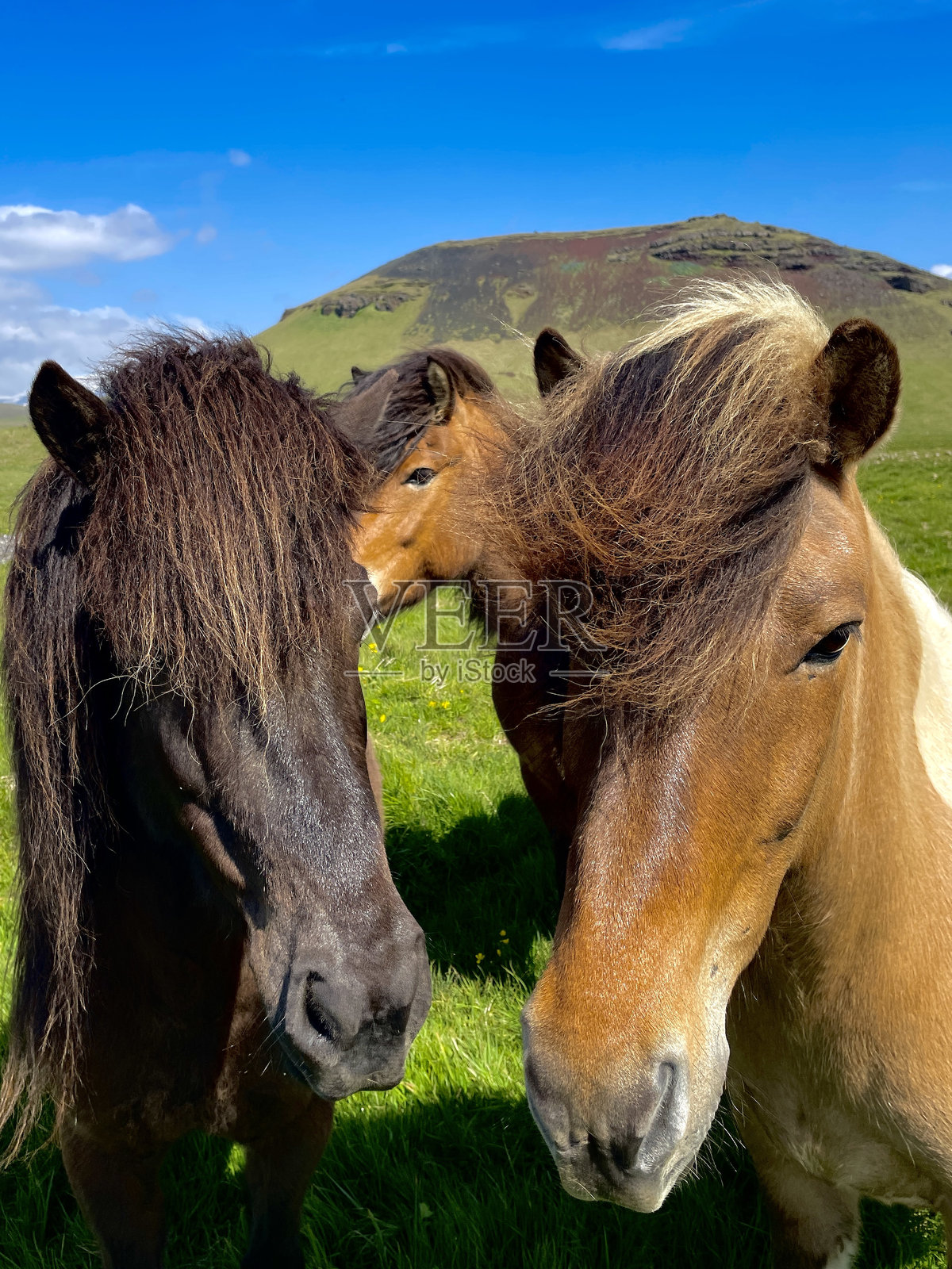 冰岛马照片摄影图片