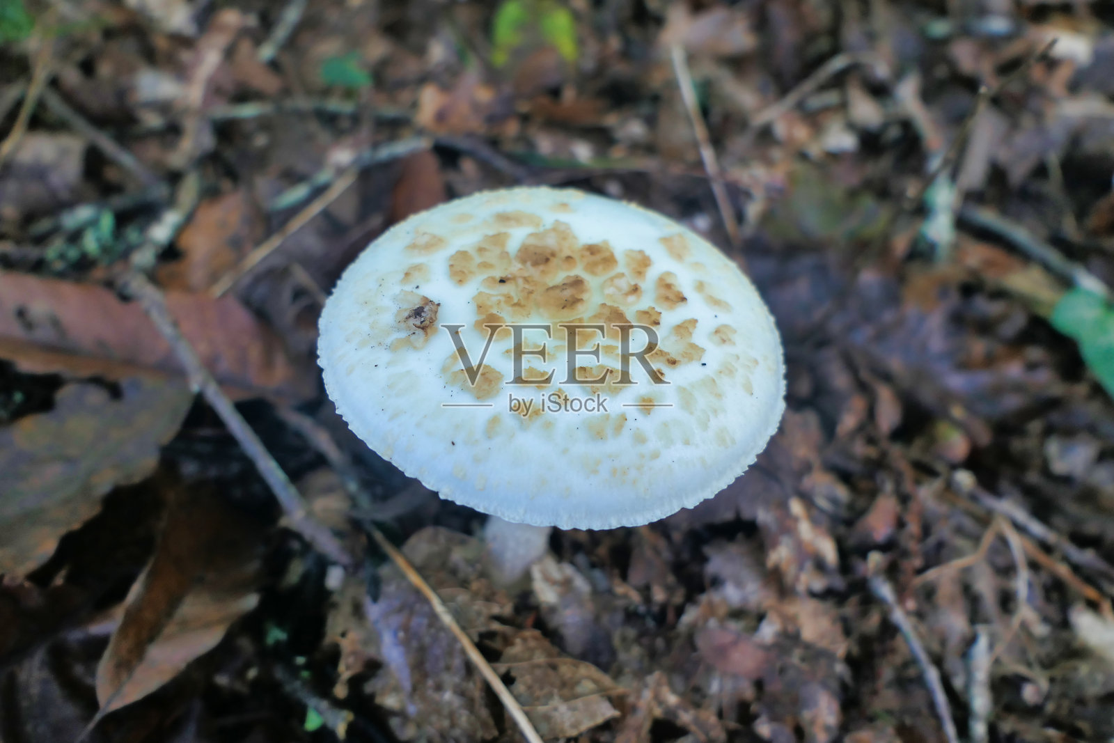 黄伞菌照片摄影图片