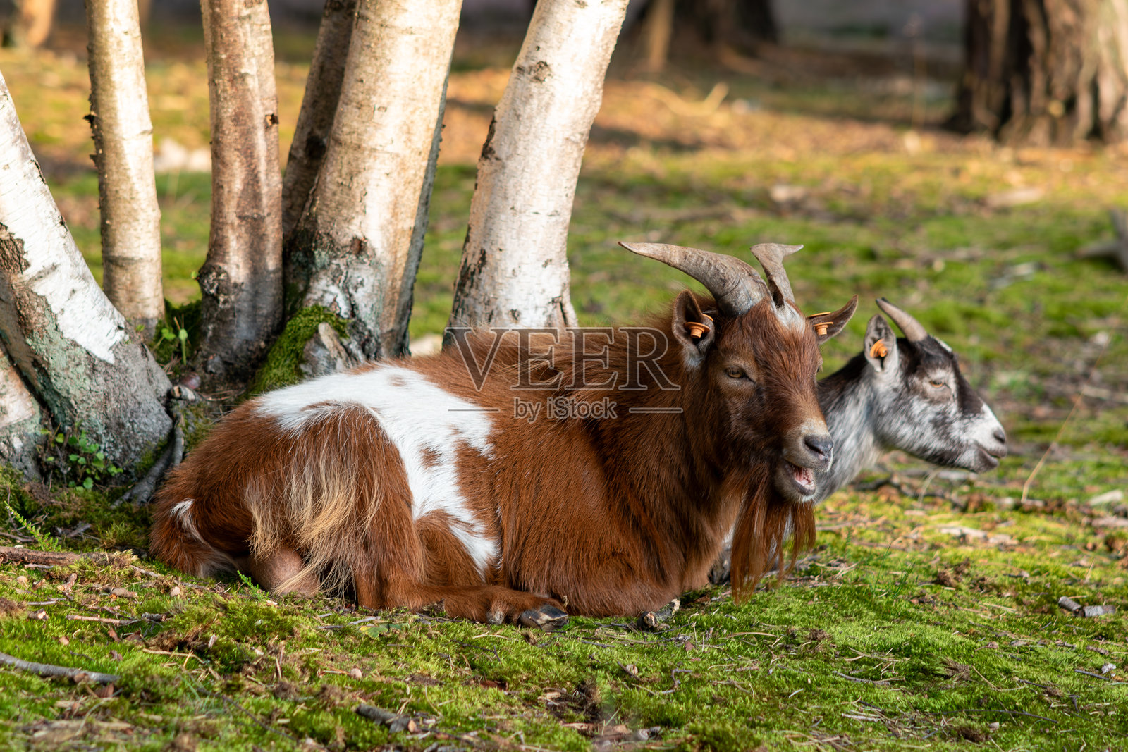 山羊（Capra hircus），在草地上休息的山羊，棕色和灰色的山羊在荒野上；山羊们正在休息，山羊们躺在草地上。照片摄影图片