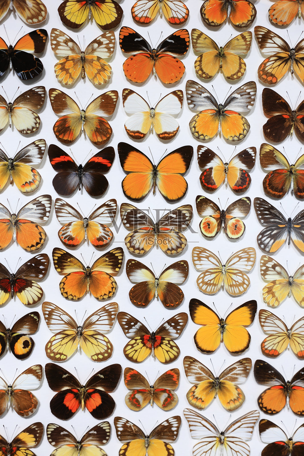 蝴蝶收藏照片摄影图片