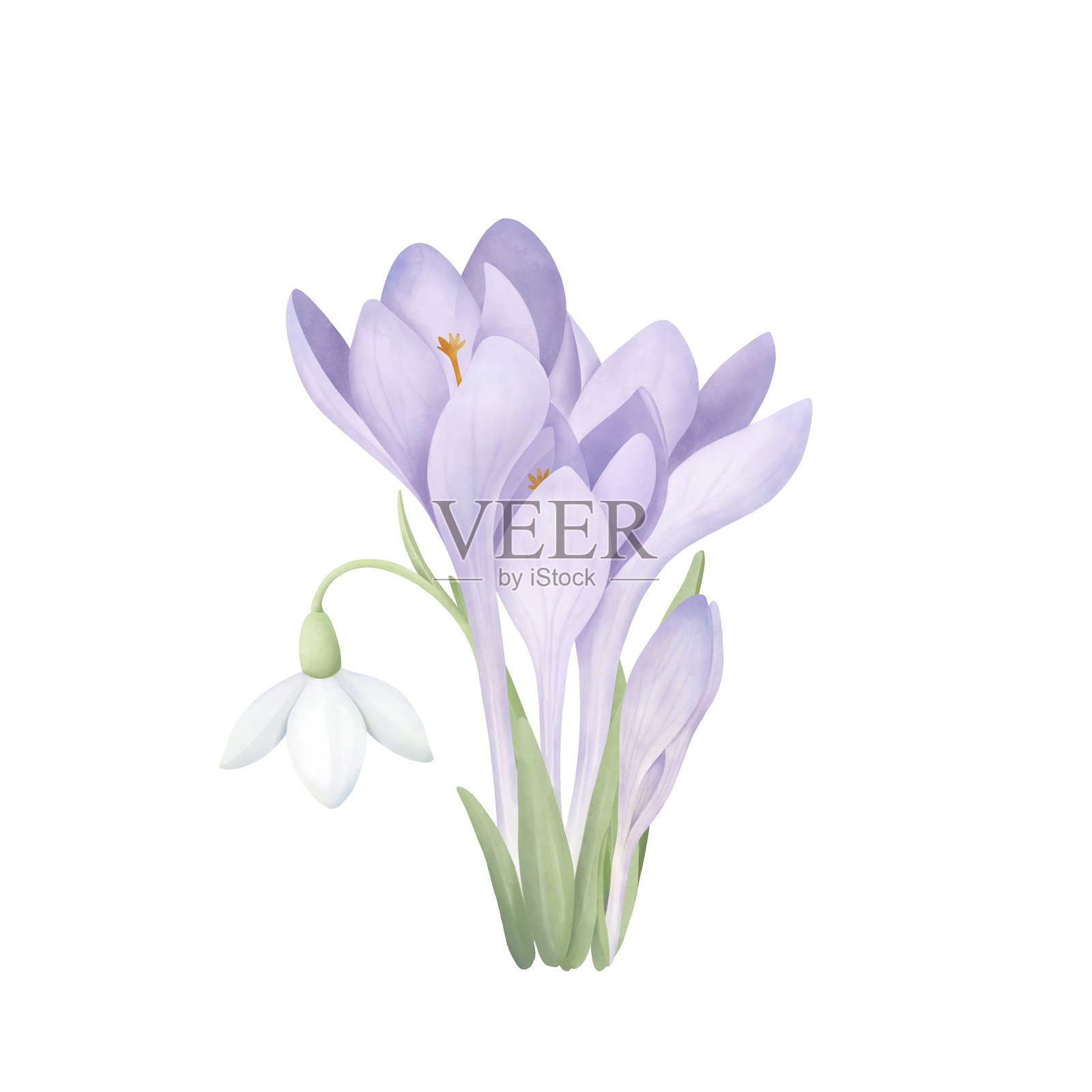 一组紫色的番红花和一朵雪花莲，带有叶子。白色背景上的水彩手绘画。春季花卉剪贴画，适用于邀请函、问候语和明信片设计。插画图片素材