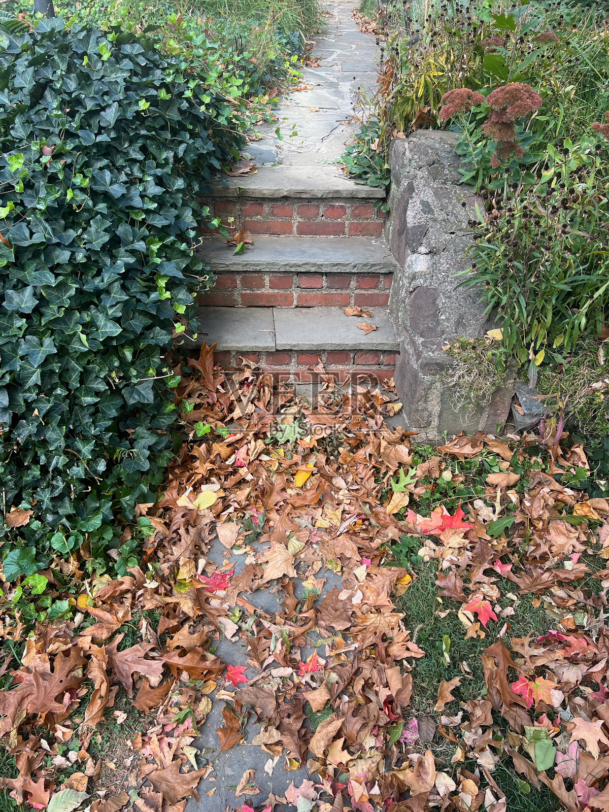 秋天的落叶铺满旧台阶照片摄影图片