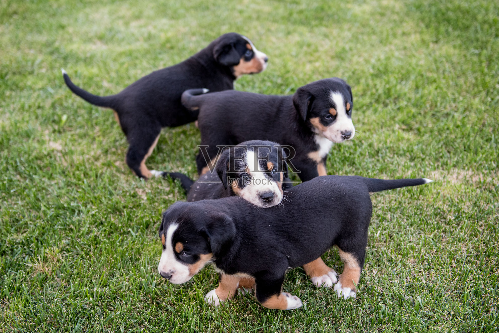 瑞士山犬幼犬照片摄影图片