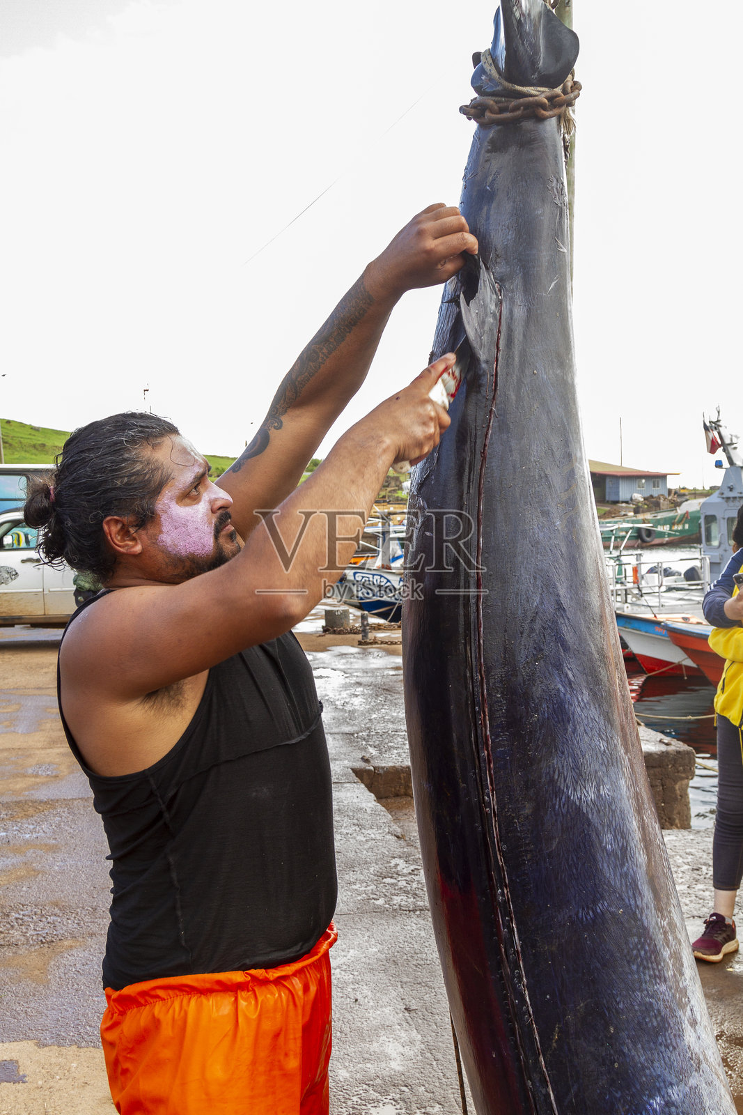 在复活节岛拉帕努伊海钓蓝色马林鱼，智利，法属波利尼西亚，拉丁美洲照片摄影图片