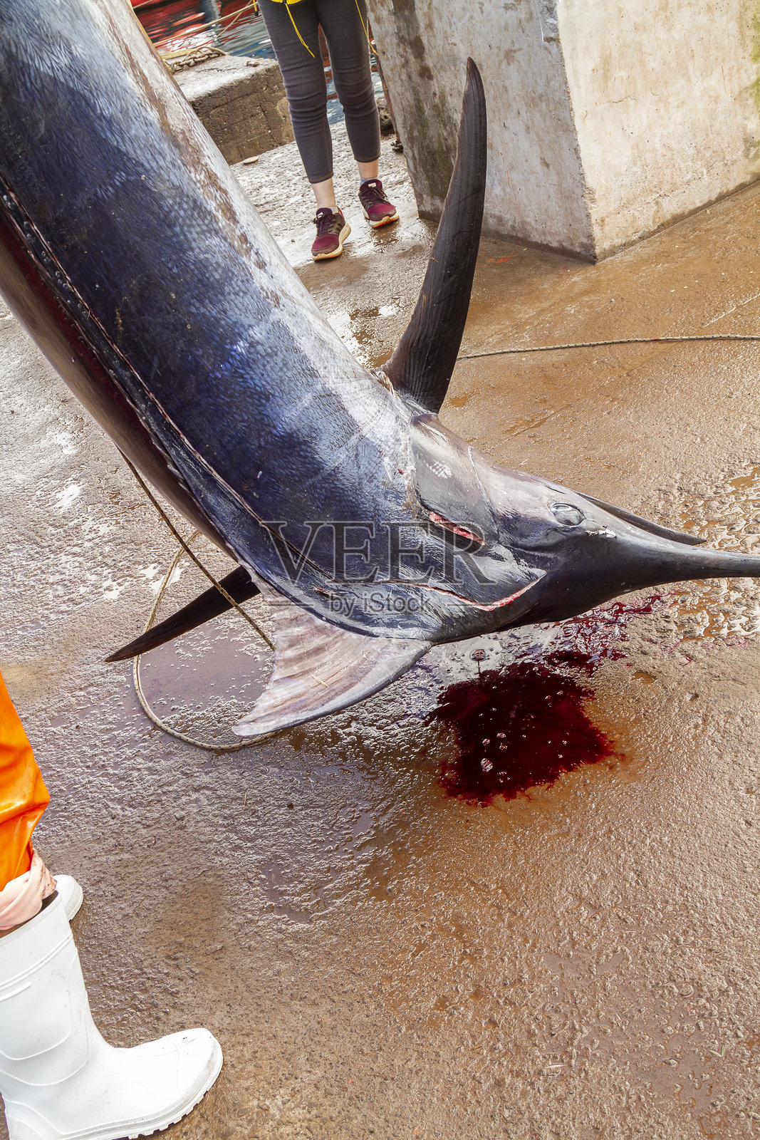 在复活节岛拉帕努伊海钓蓝色马林鱼，智利，法属波利尼西亚，拉丁美洲照片摄影图片