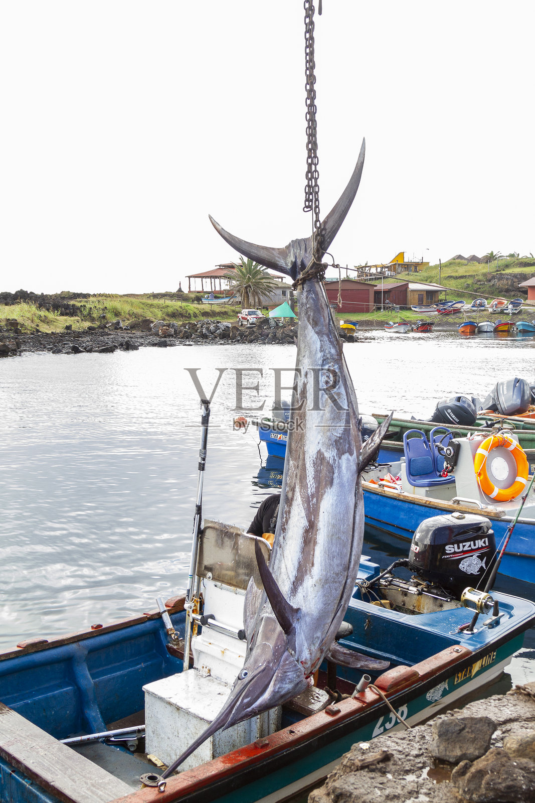 在复活节岛拉帕努伊海钓蓝色马林鱼，智利，法属波利尼西亚，拉丁美洲照片摄影图片