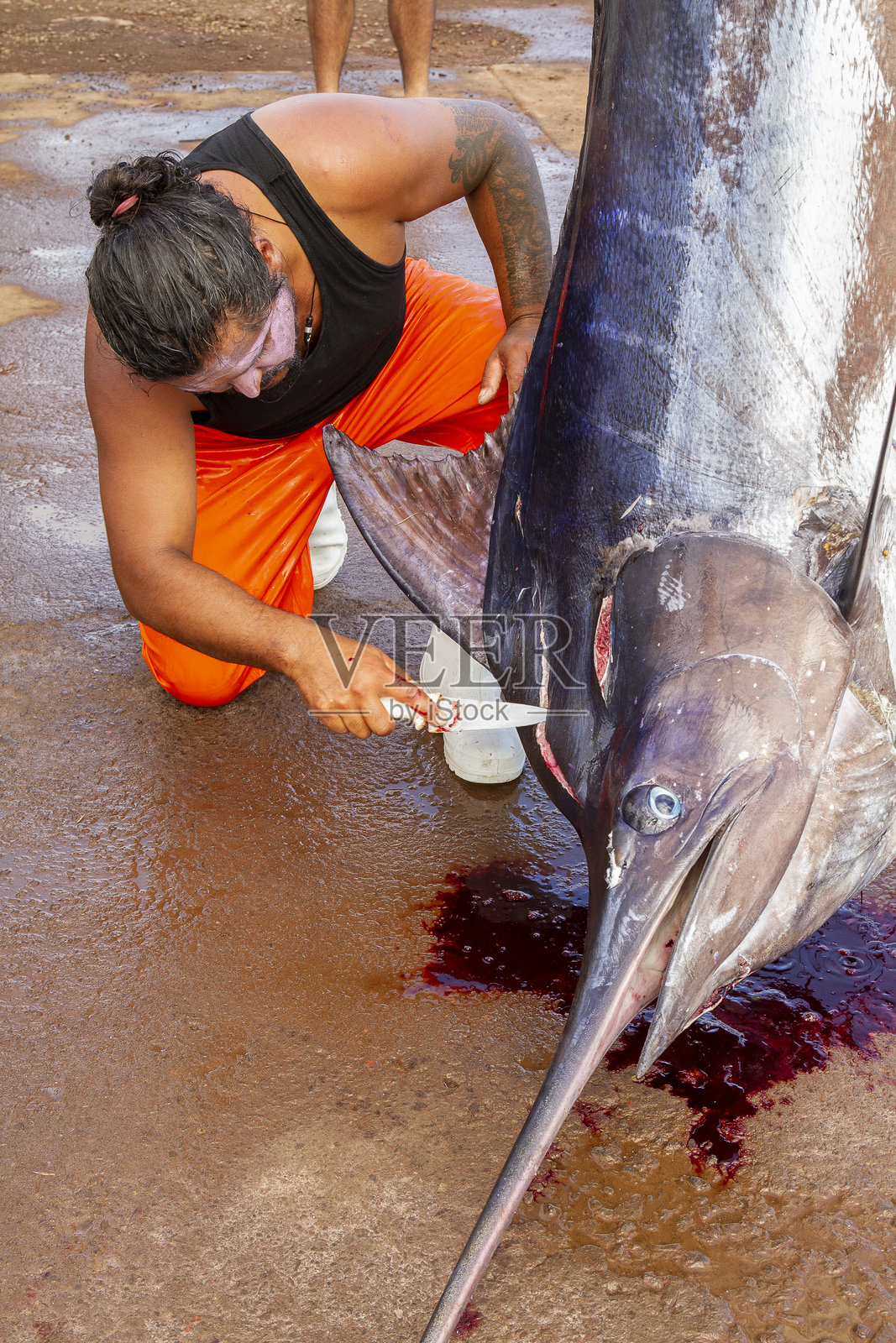 在复活节岛拉帕努伊海钓蓝色马林鱼，智利，法属波利尼西亚，拉丁美洲照片摄影图片