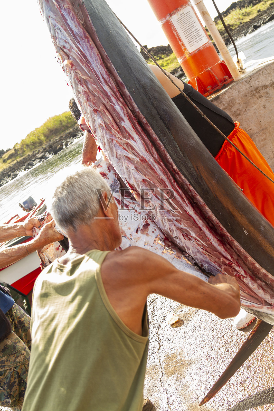 在复活节岛拉帕努伊海钓蓝色马林鱼，智利，法属波利尼西亚，拉丁美洲照片摄影图片