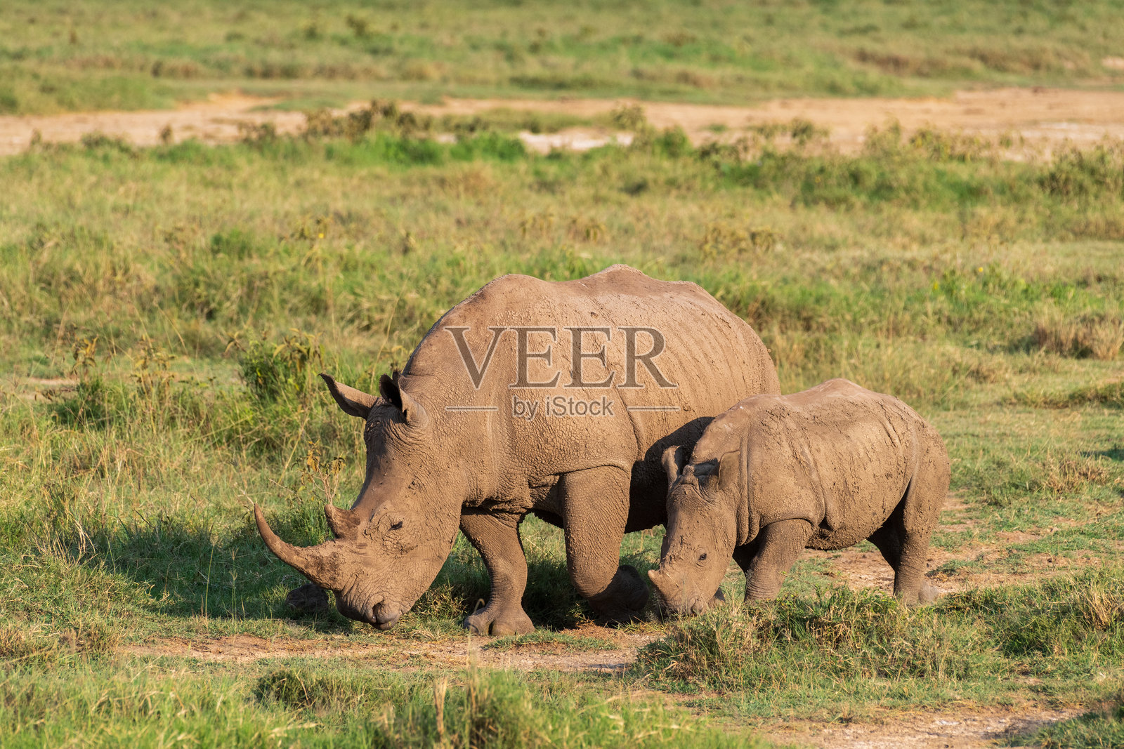 白犀牛和幼崽照片摄影图片