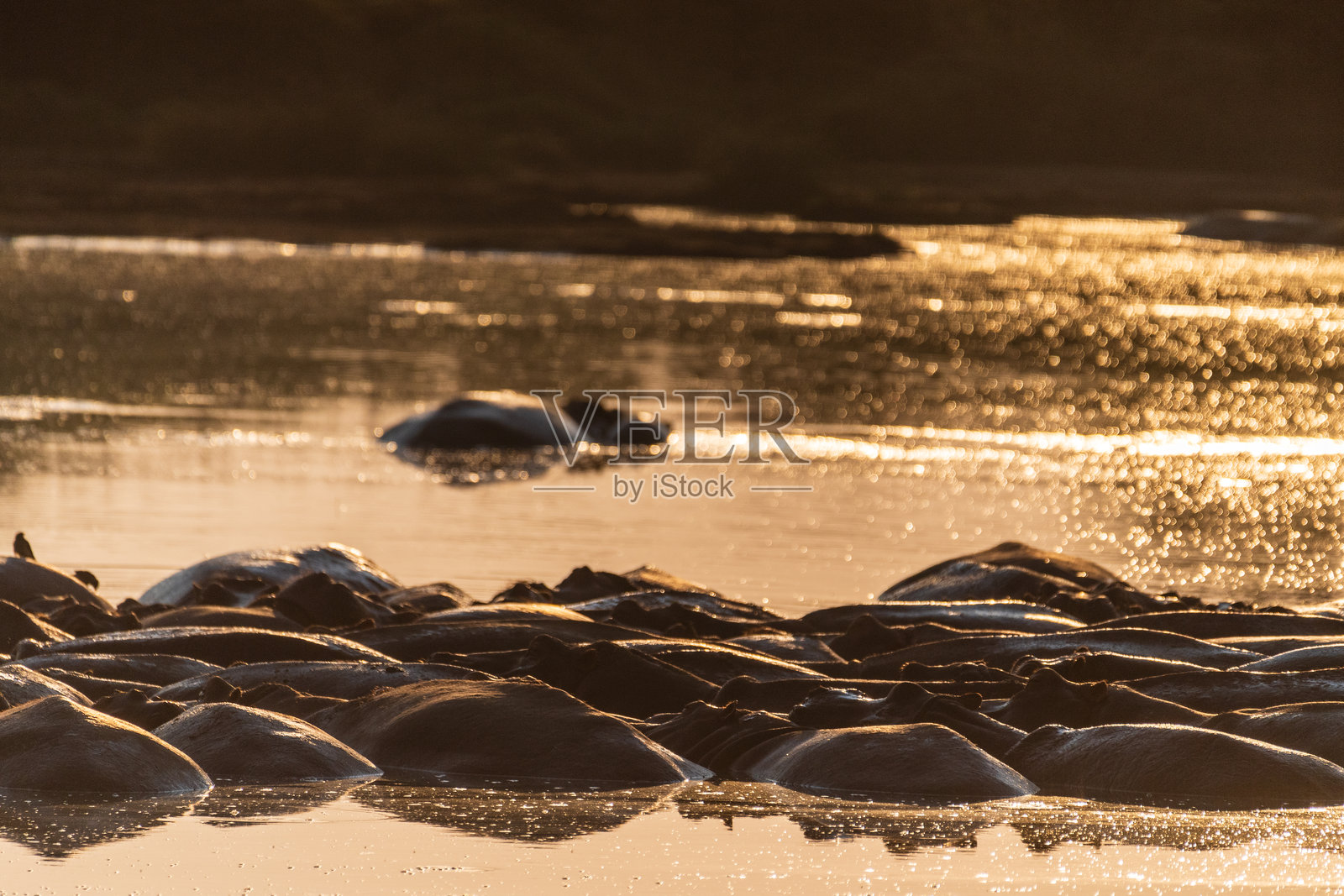 塞伦盖蒂的河马池照片摄影图片