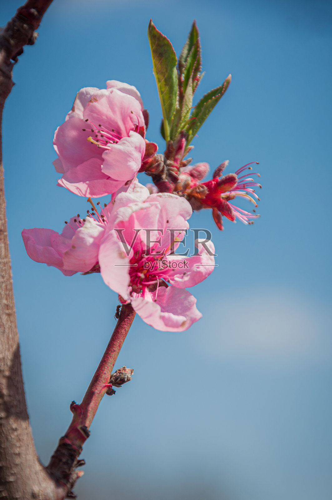 盛开的桃花照片摄影图片
