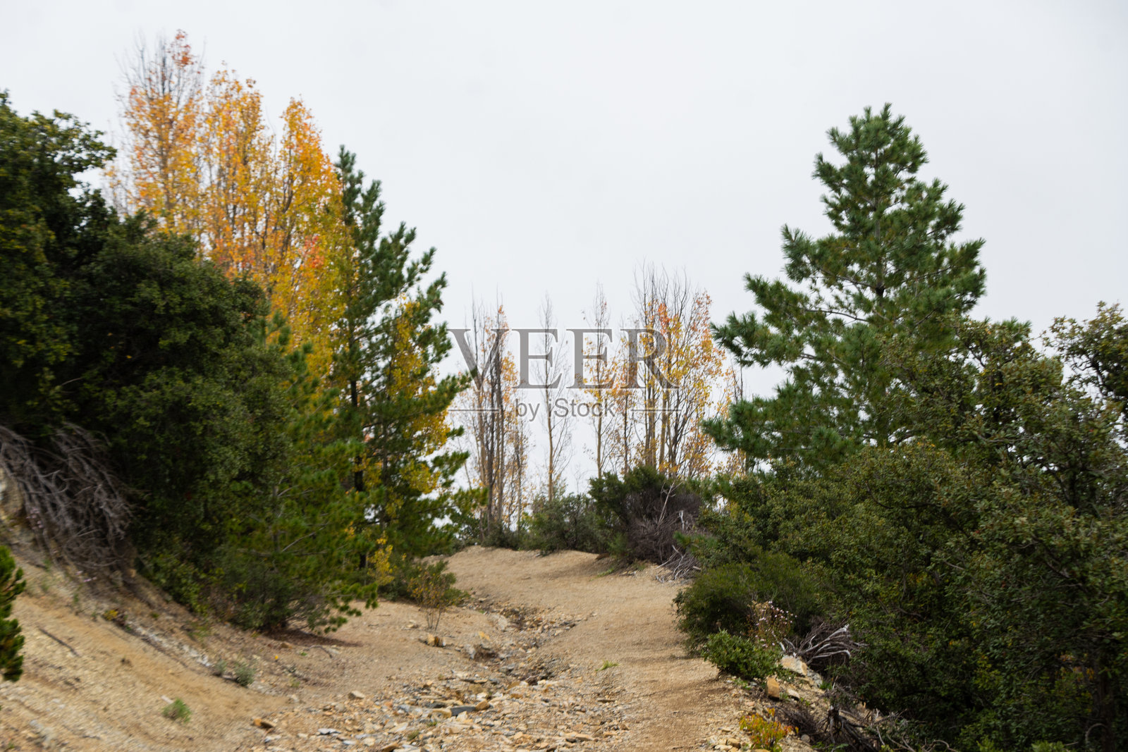 墨西哥科阿韦拉州阿尔特加山脉的马尔塔山秋季森林照片摄影图片