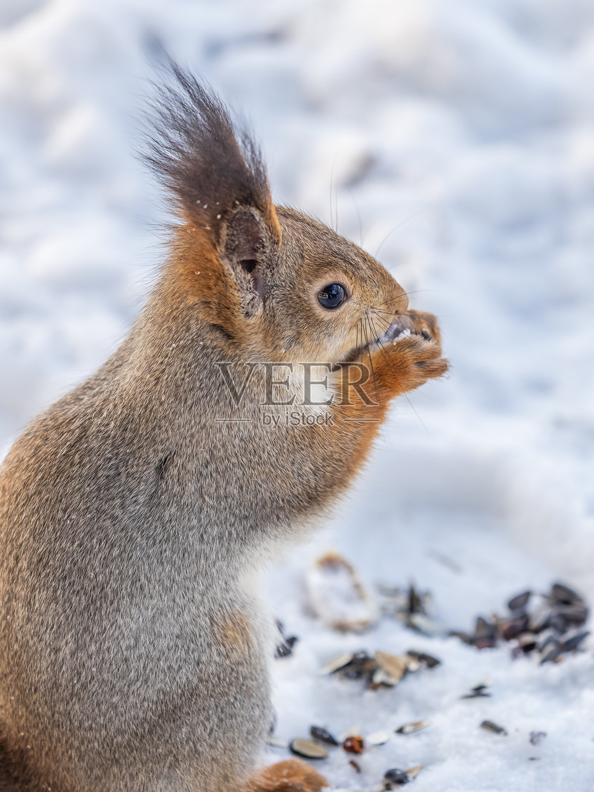 冬天的松鼠坐在白雪上。照片摄影图片