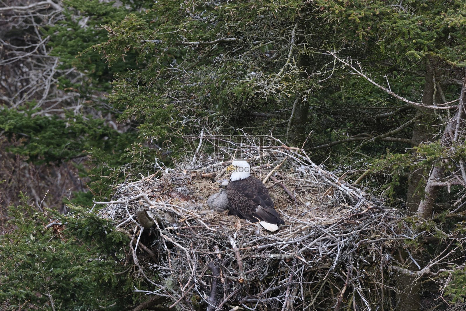 在加拿大纽芬兰一棵树的巢中与小鸡一起的成年秃鹰照片摄影图片
