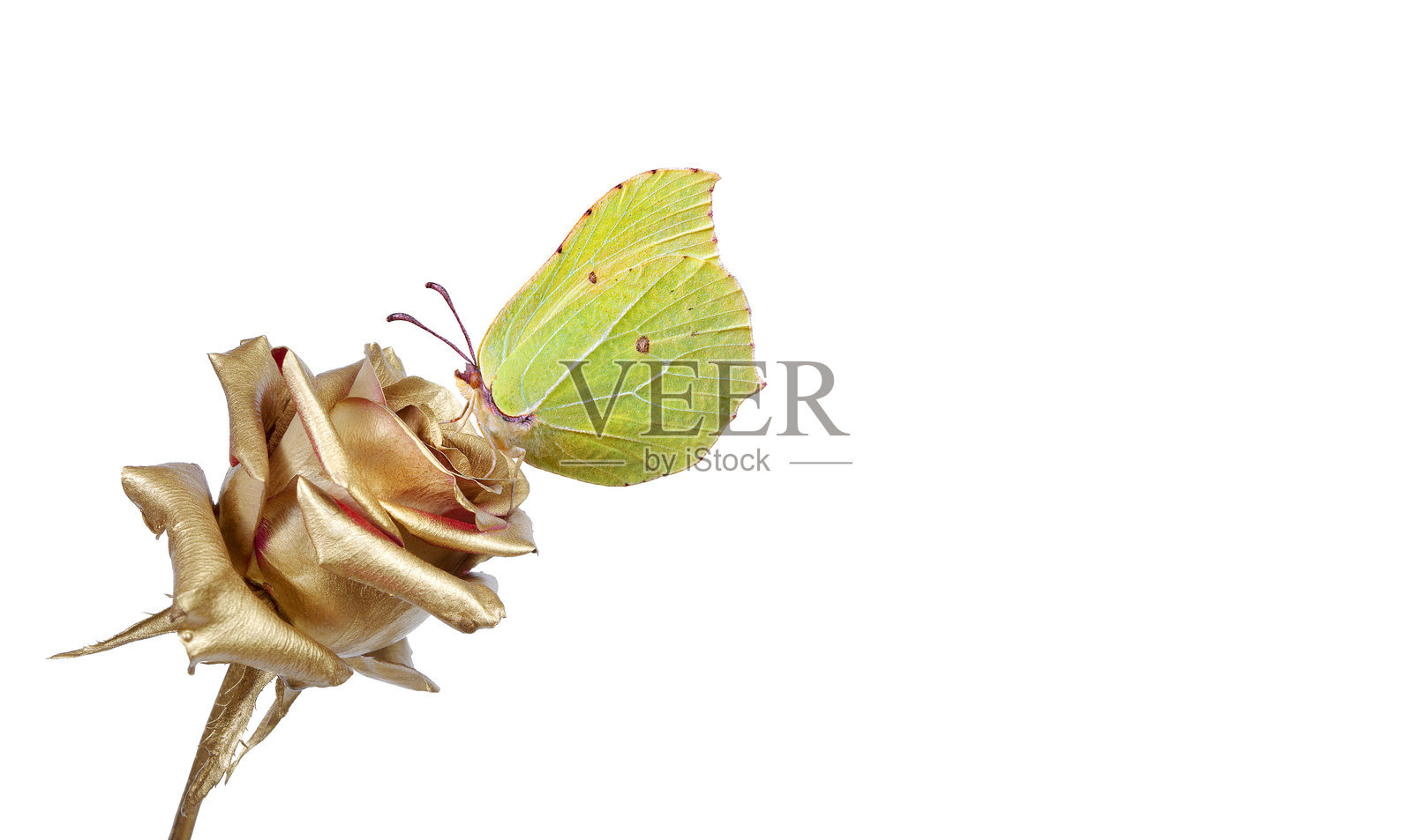 色彩斑斓的黄色蝴蝶停在金色玫瑰上，背景为白色。黄缘凤蝶。照片摄影图片