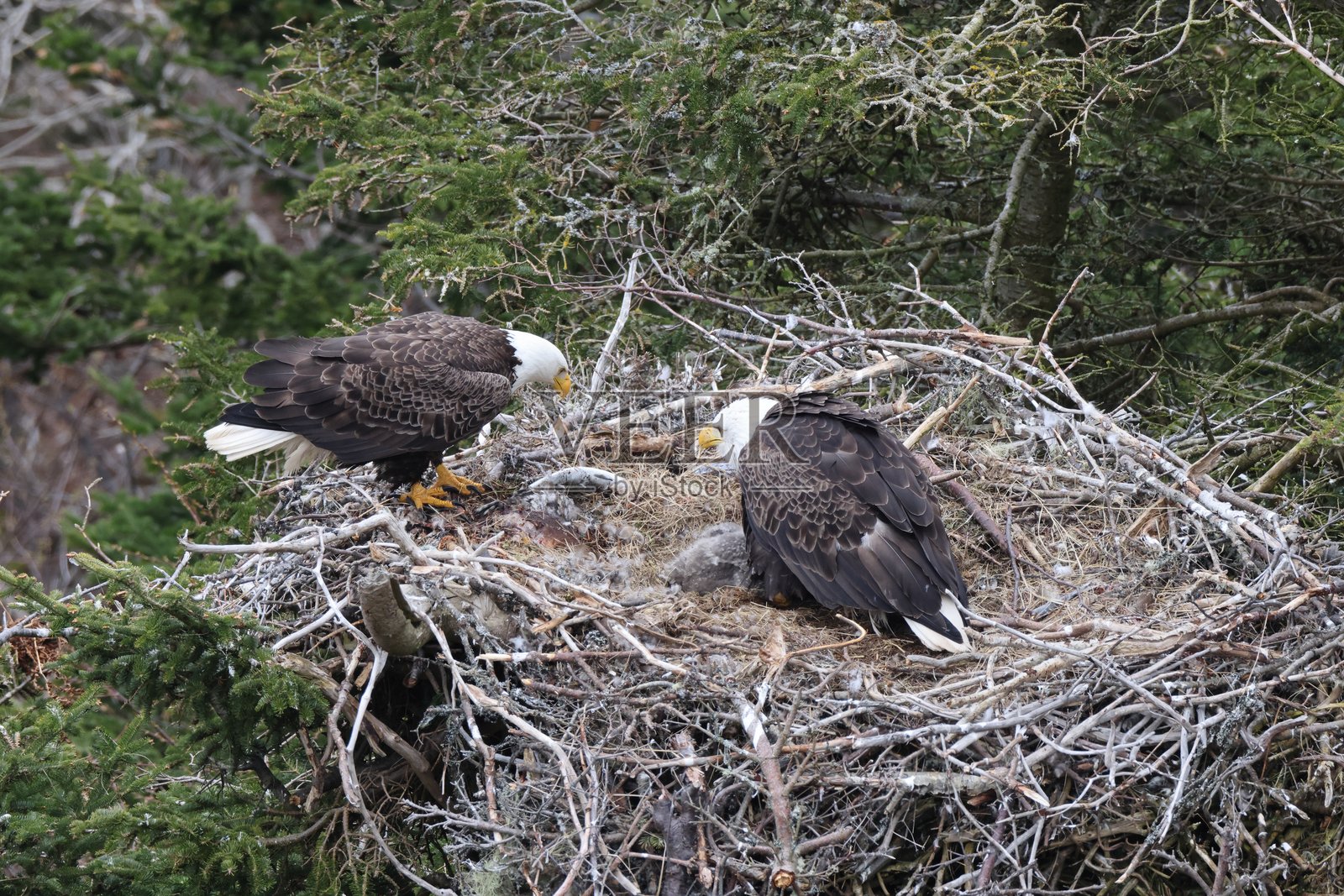 在加拿大纽芬兰一棵树的巢中与小鸡一起的成年秃鹰照片摄影图片