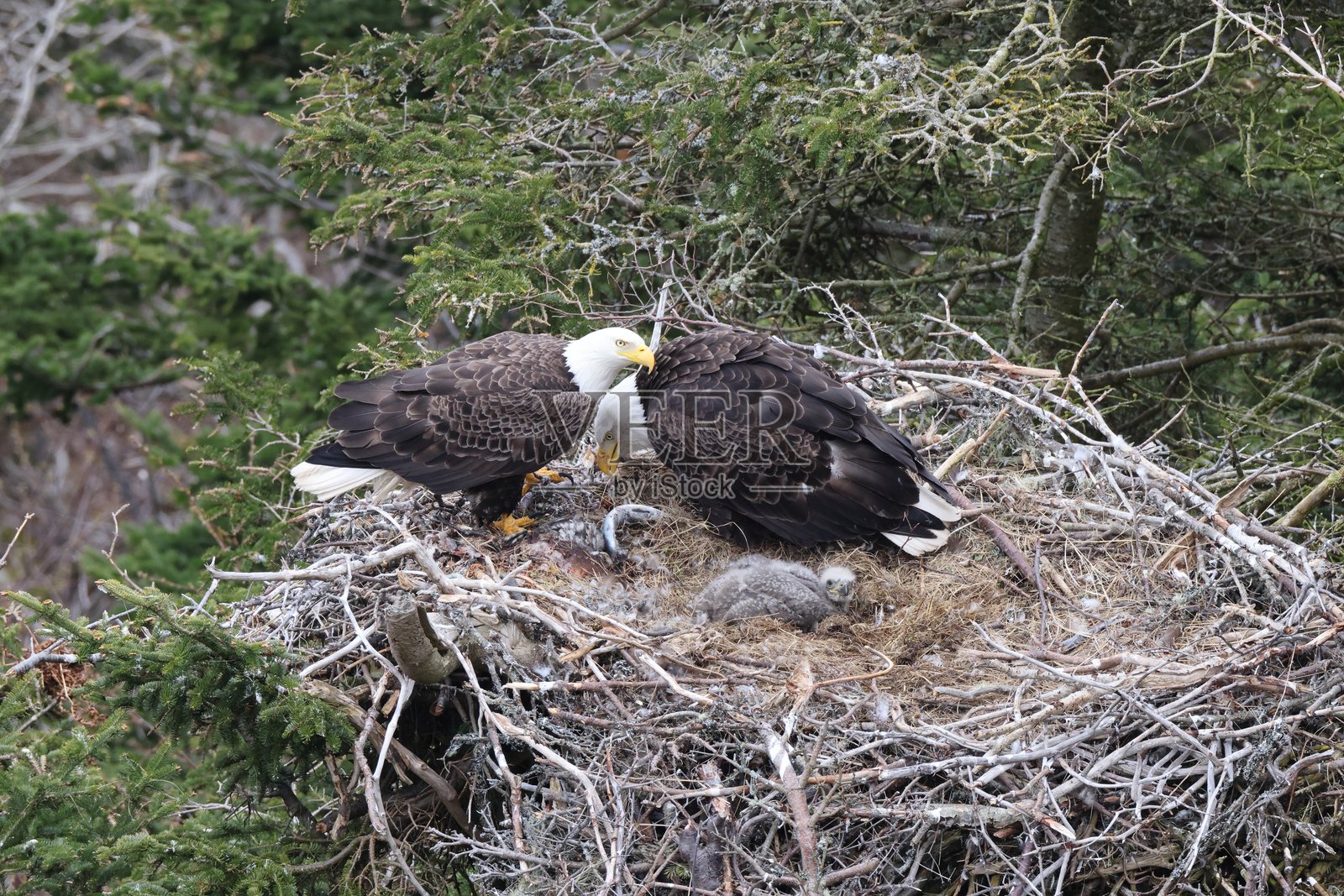 在加拿大纽芬兰一棵树的巢中与小鸡一起的成年秃鹰照片摄影图片
