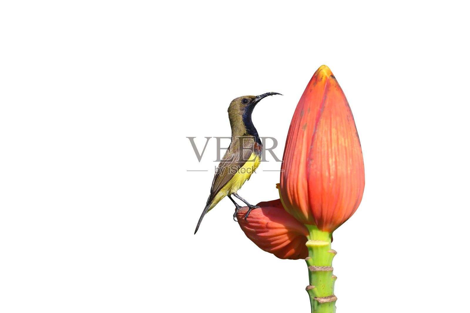 橄榄背蜂鸟照片摄影图片