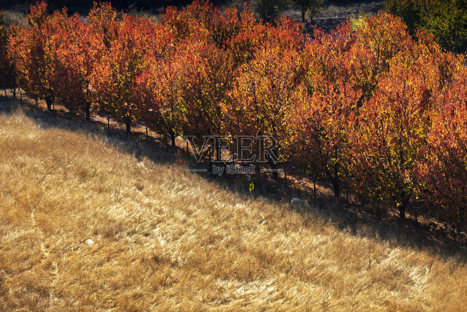 秋天的色彩九月、十月和十一月是树木、森林和自然中动物的秋季月份。红色、黄色、棕色和绿色的叶子和色彩映照在湖面上。村庄的房屋、森林的小屋、承载秋天色彩的树木、雾气和烟雾。照片摄影图片