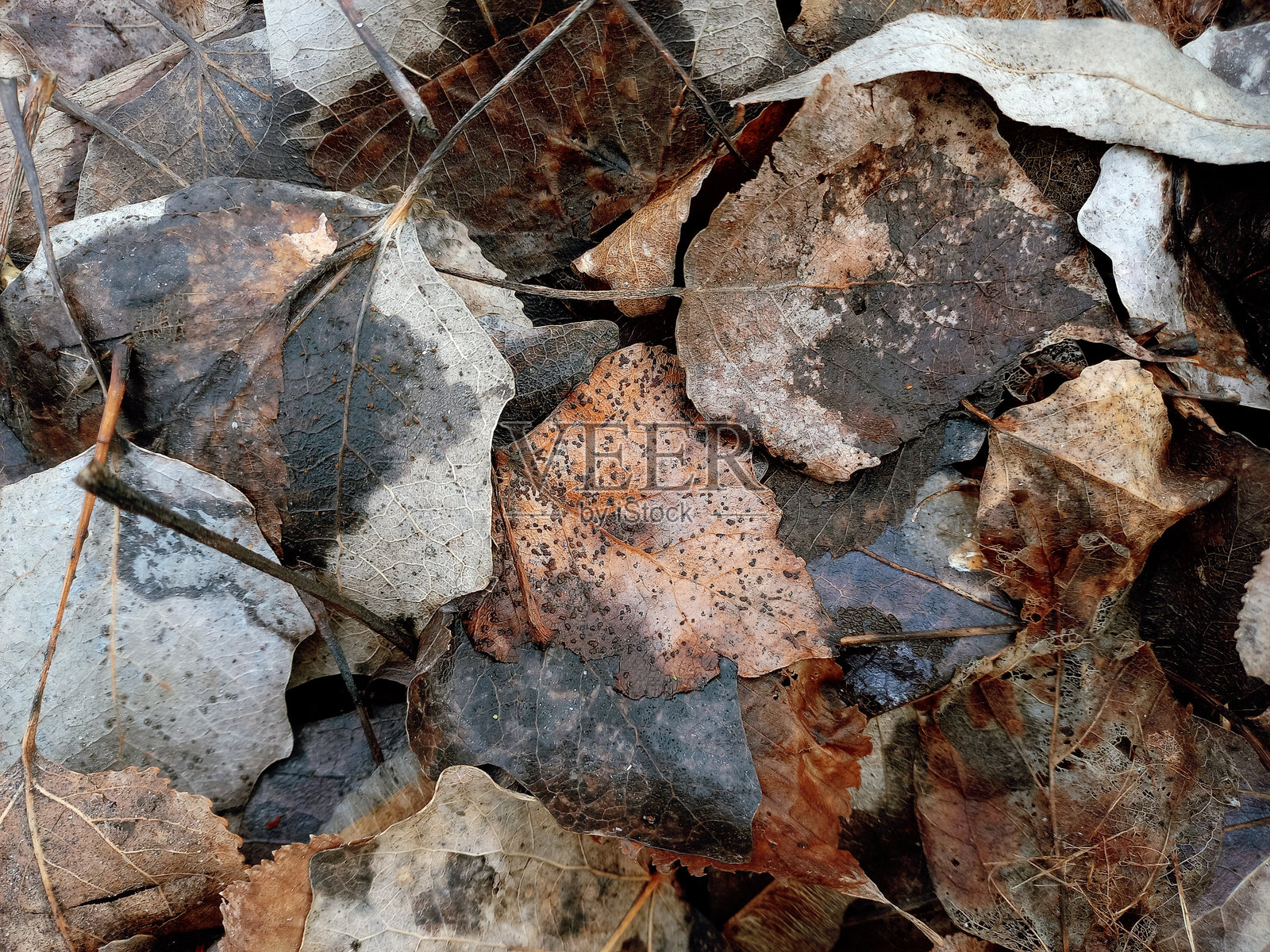 落叶躺在地上。老旧的秋叶正在腐烂。冬天。自然背景。环境。选择性聚焦。俯视图。照片摄影图片
