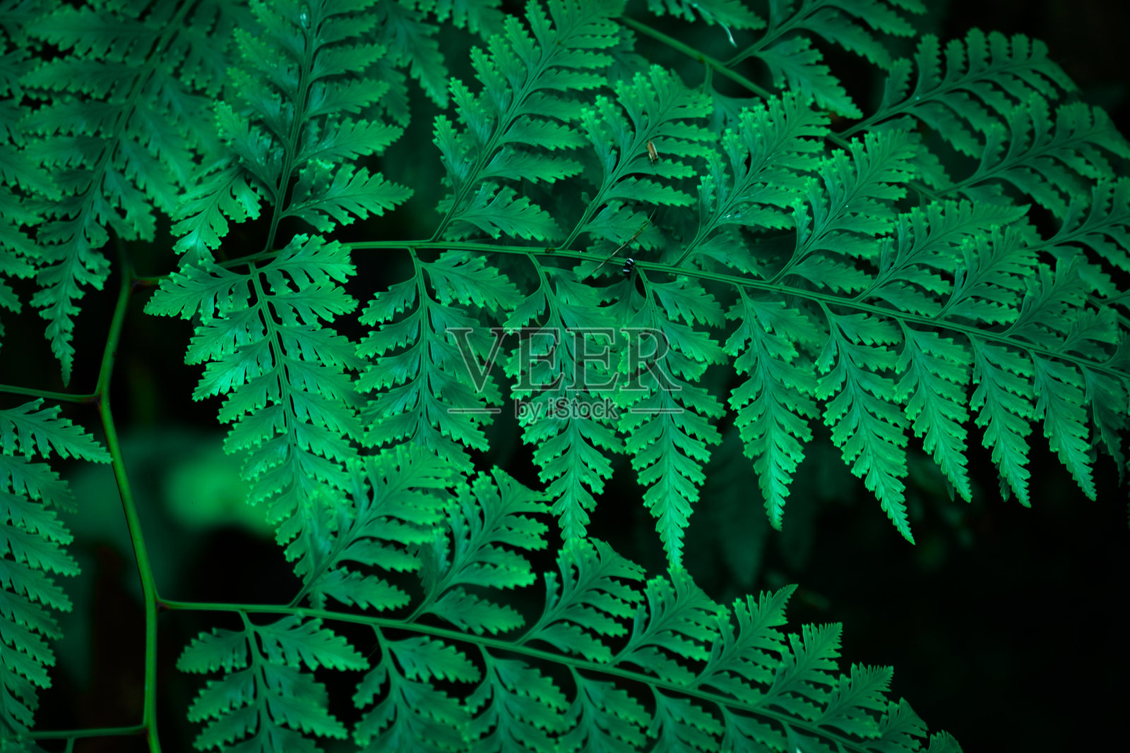 森林中的绿色蕨叶，适合作为自然背景照片摄影图片