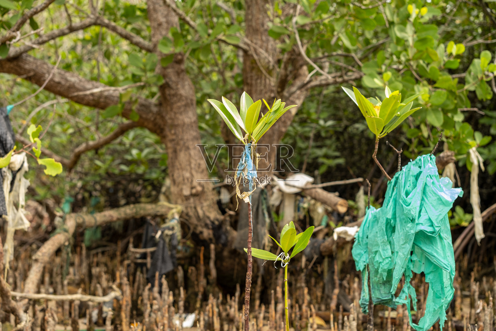 海滩上年轻红树林树木上粘附的塑料垃圾特写照片摄影图片